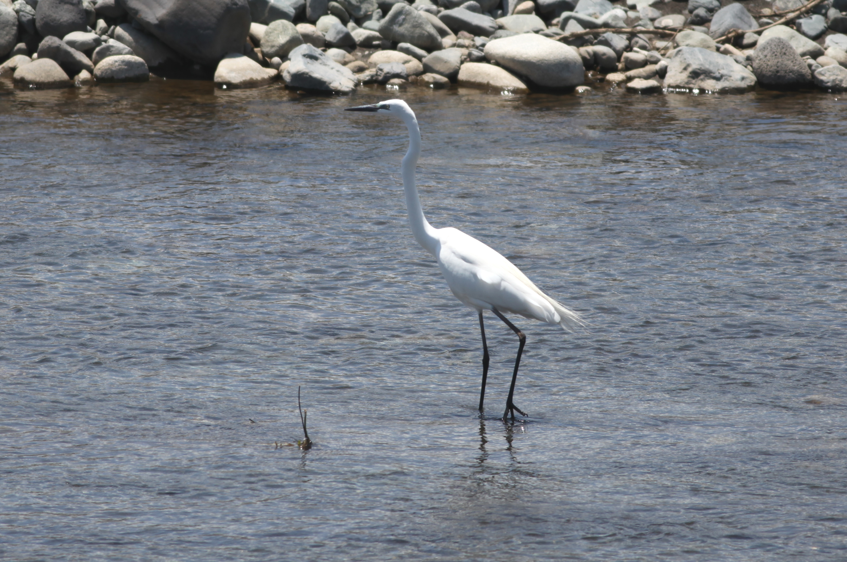 ダイサギ 日本の鳥百科 サントリーの愛鳥活動