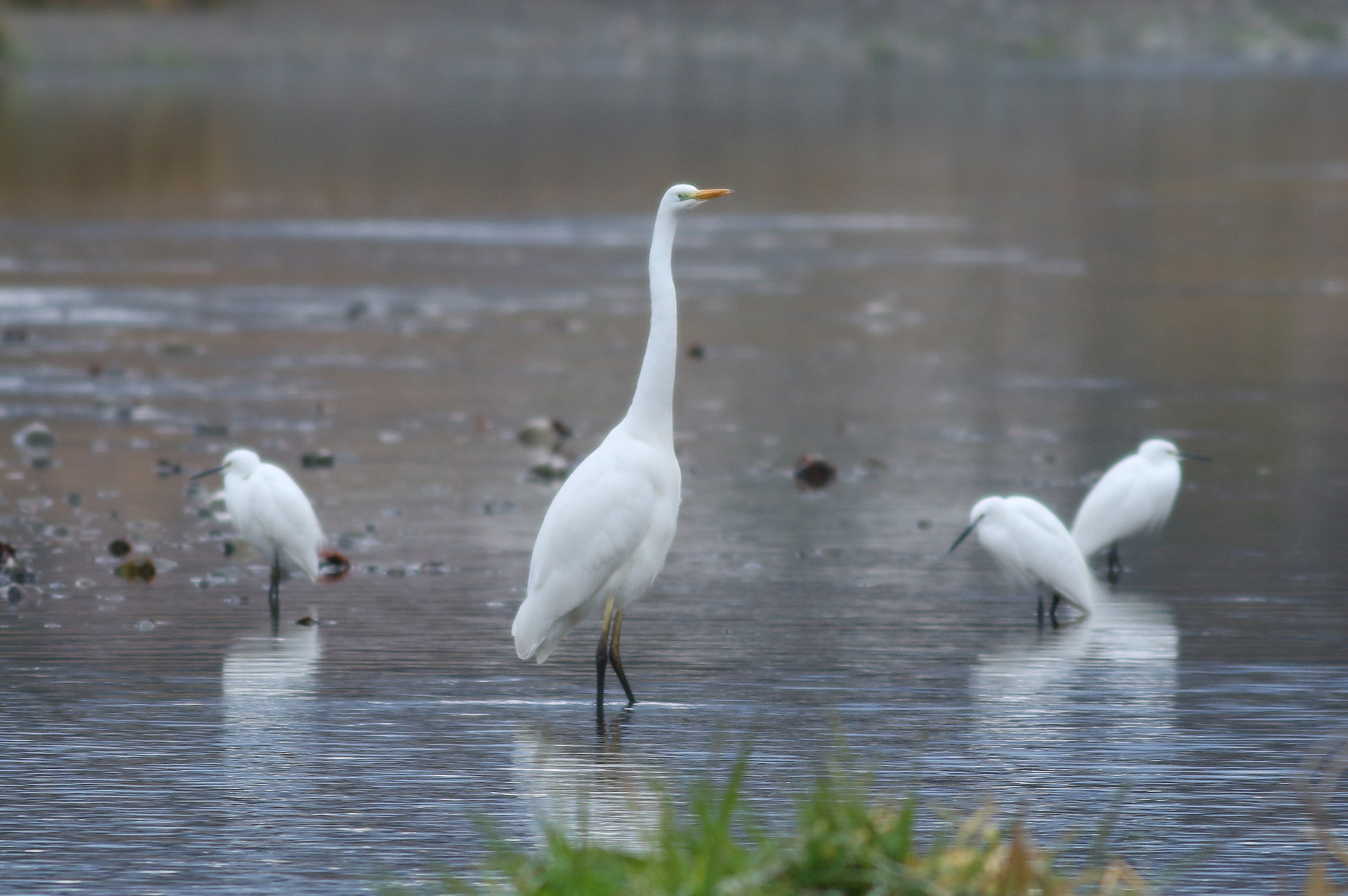 ダイサギ 日本の鳥百科 サントリーの愛鳥活動