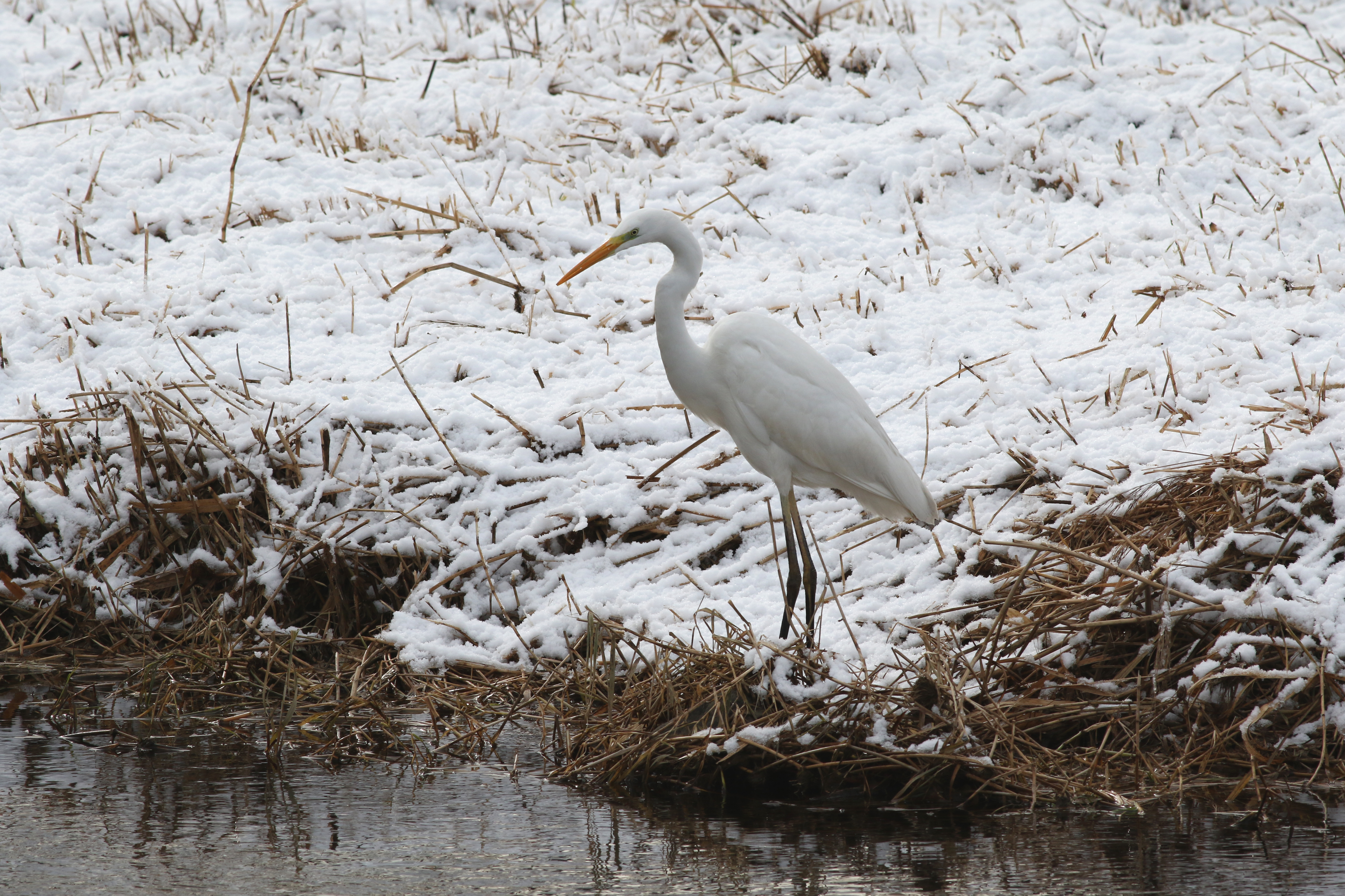 ダイサギ 日本の鳥百科 サントリーの愛鳥活動
