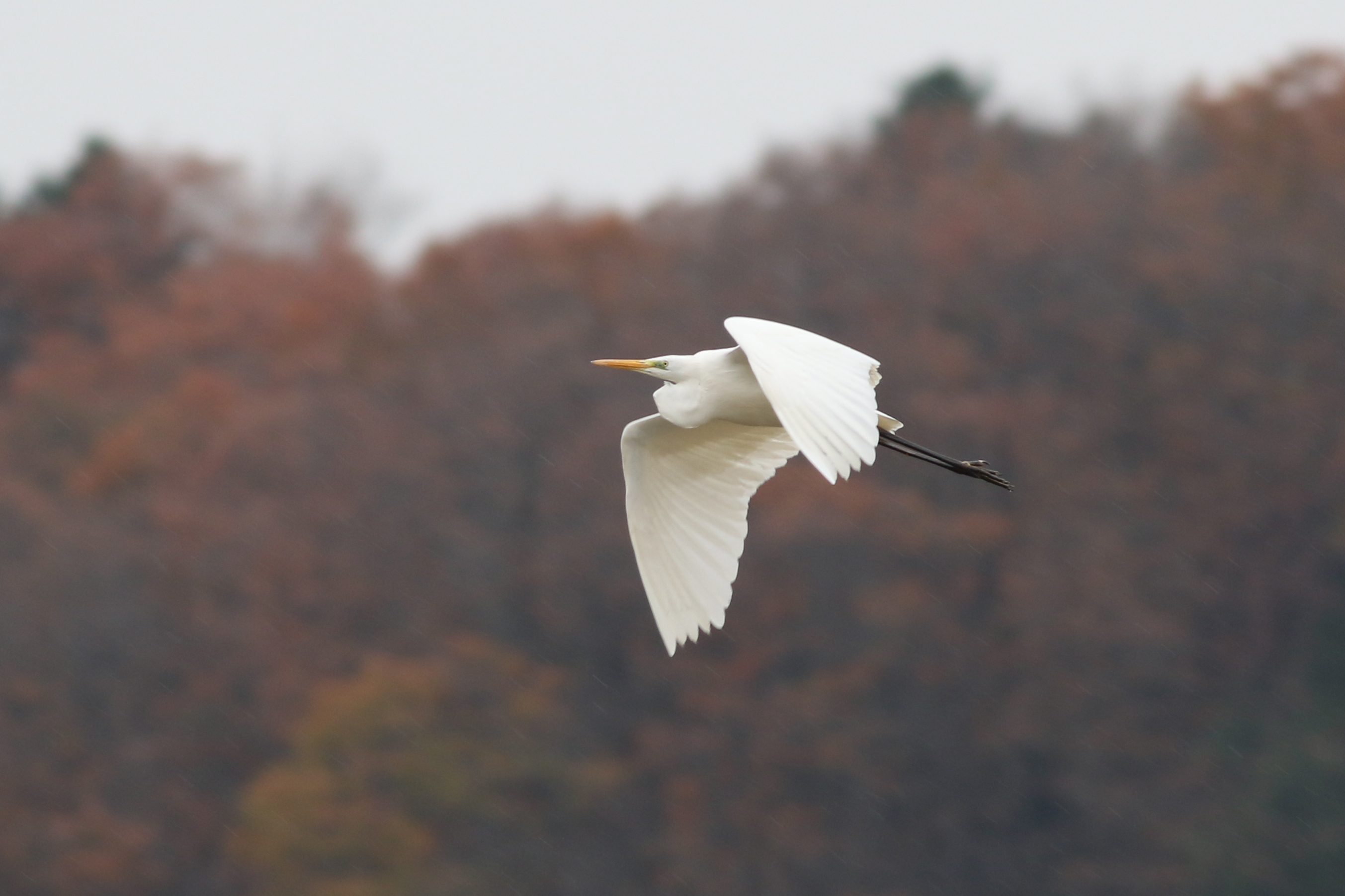 ダイサギ|日本の鳥百科|サントリーの愛鳥活動