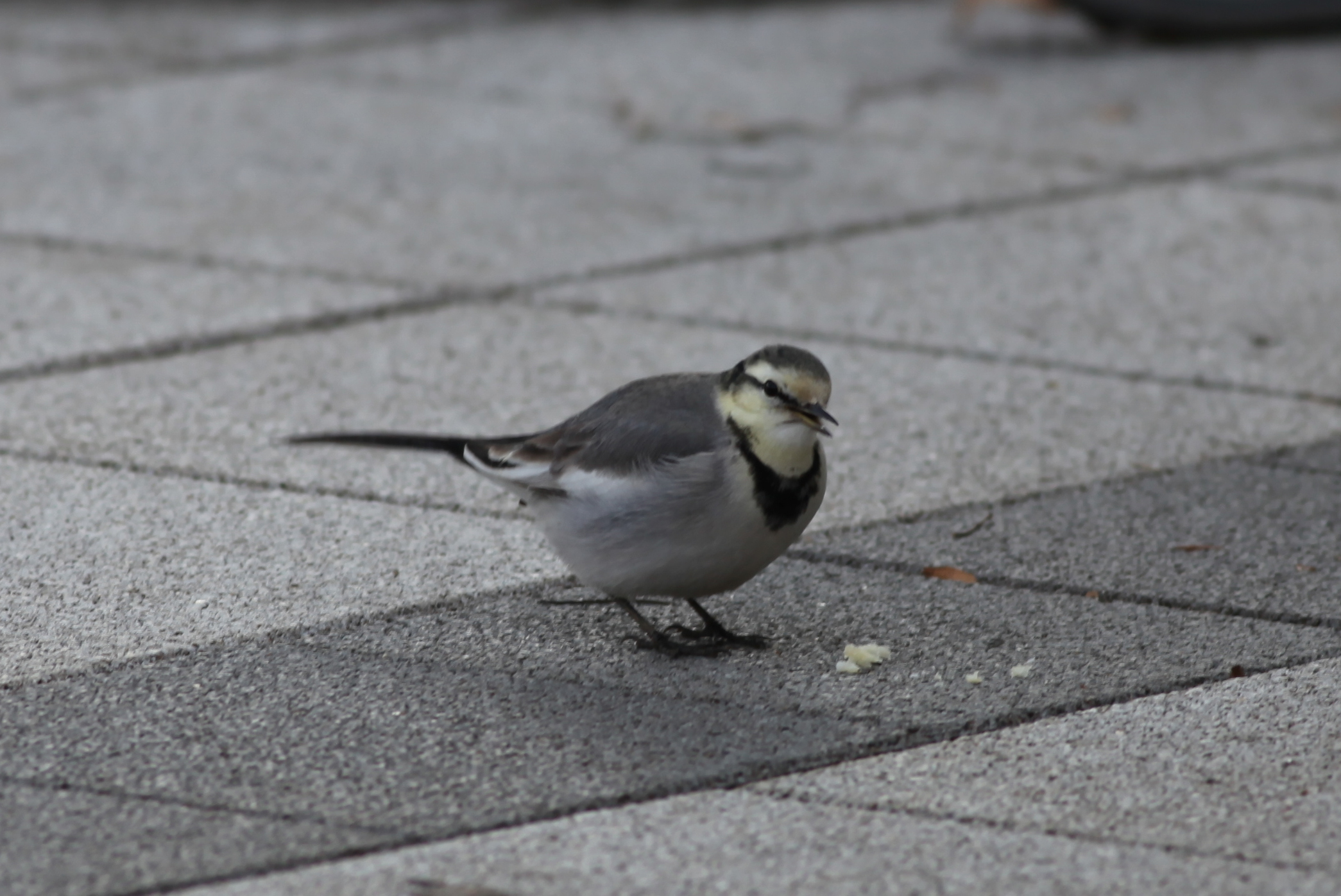 ハクセキレイ 日本の鳥百科 サントリーの愛鳥活動