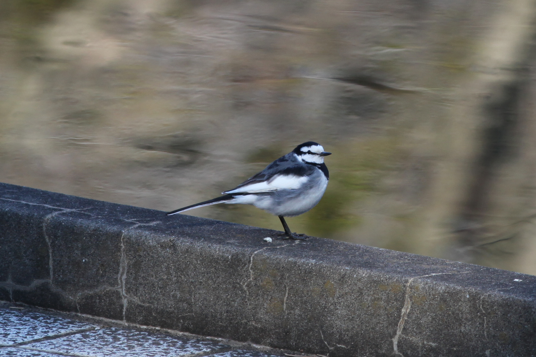 ハクセキレイ 日本の鳥百科 サントリーの愛鳥活動