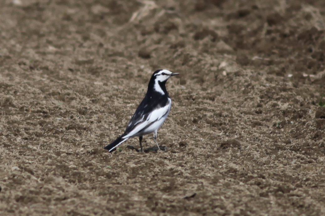 ハクセキレイ 日本の鳥百科 サントリーの愛鳥活動