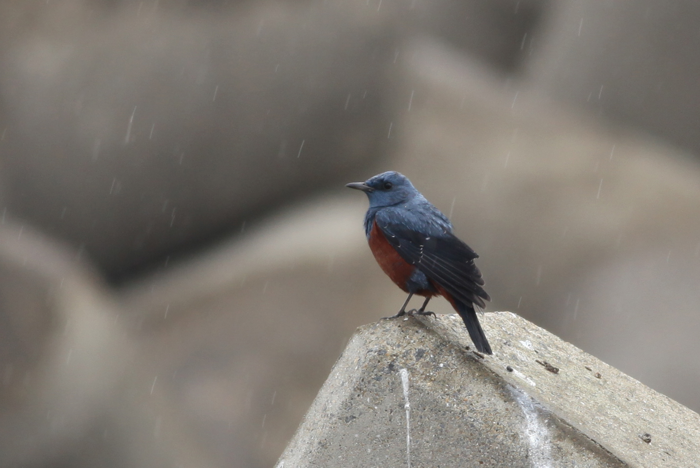 イソヒヨドリ 日本の鳥百科 サントリーの愛鳥活動