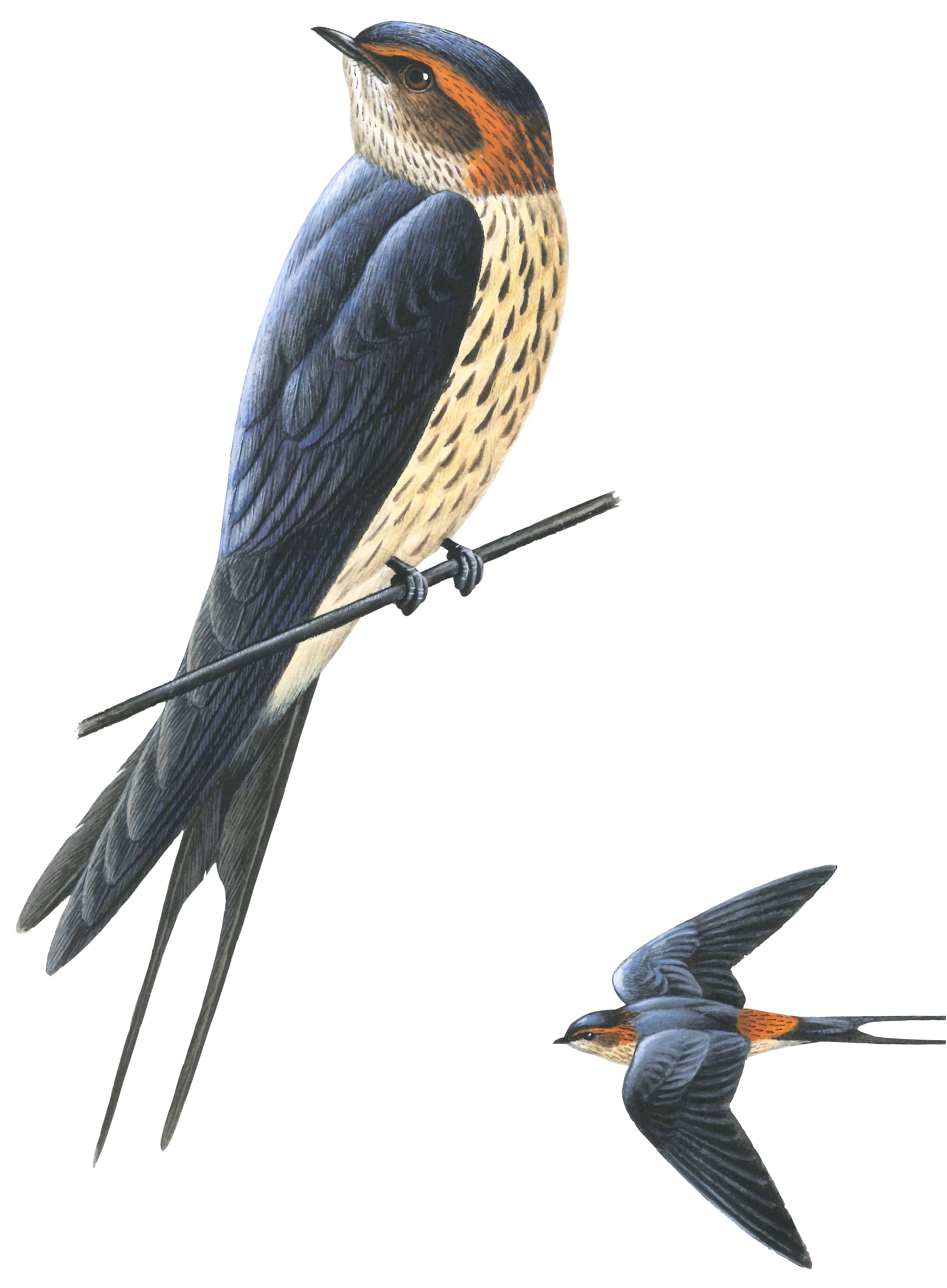 コシアカツバメ 日本の鳥百科 サントリーの愛鳥活動