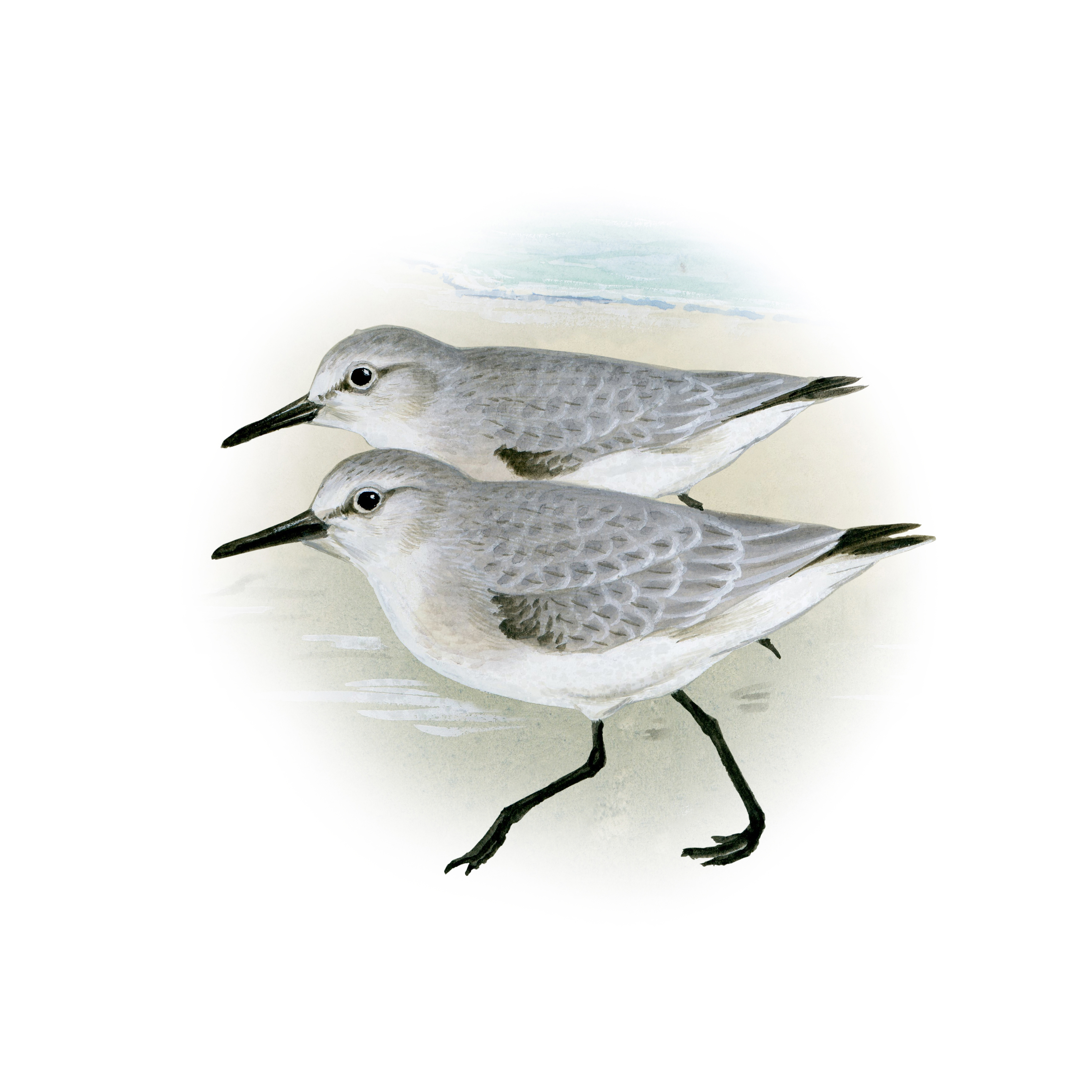 ミユビシギ 日本の鳥百科 サントリーの愛鳥活動