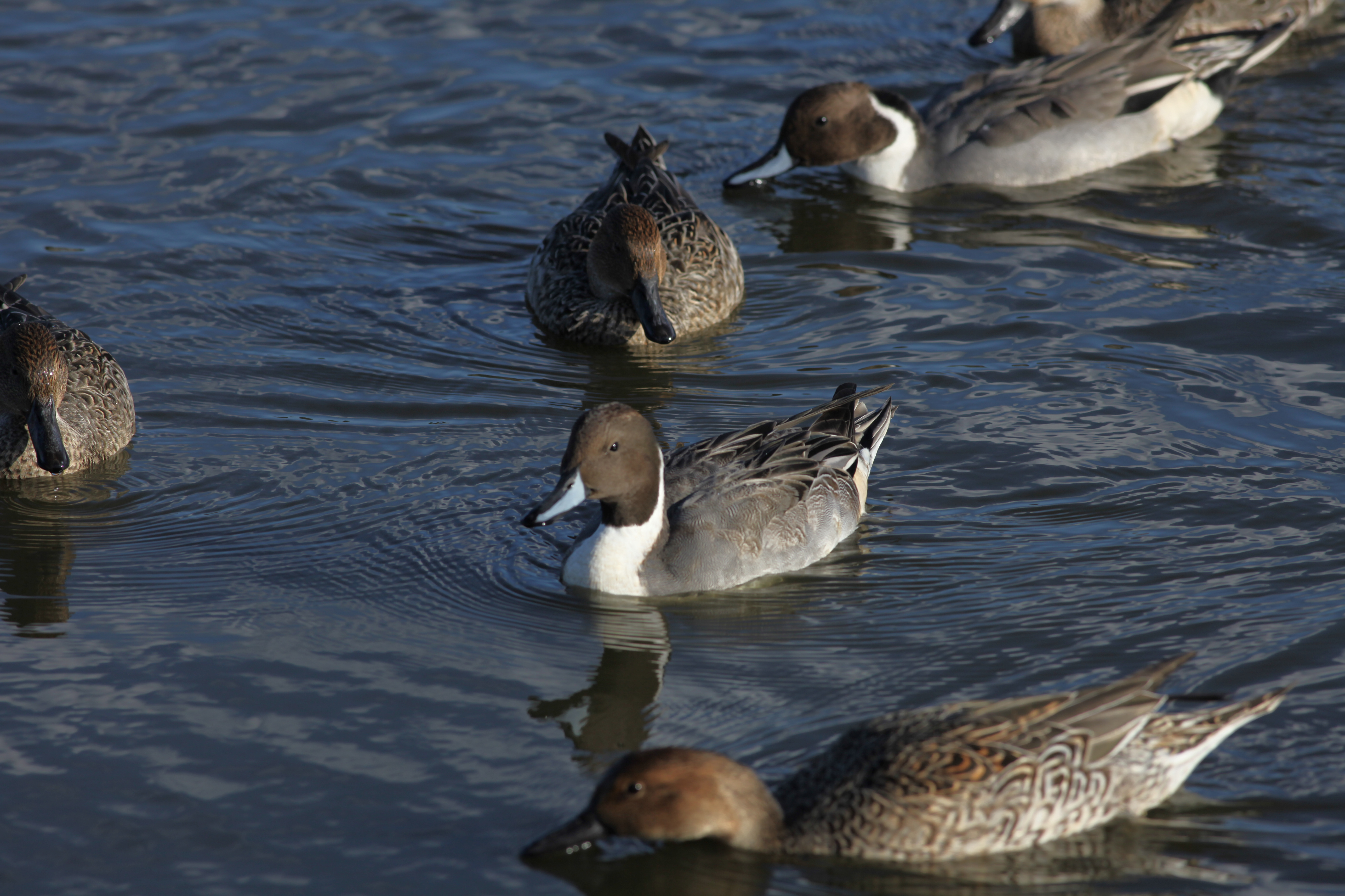 オナガガモ 日本の鳥百科 サントリーの愛鳥活動
