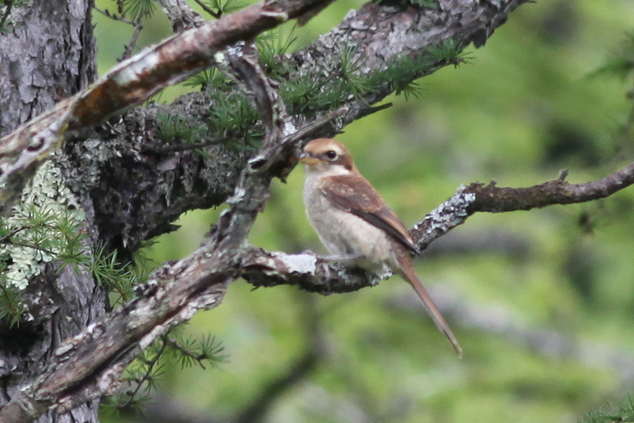 アカモズ|日本の鳥百科|サントリーの愛鳥活動