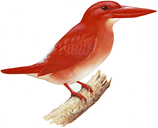 アカショウビン 日本の鳥百科 サントリーの愛鳥活動