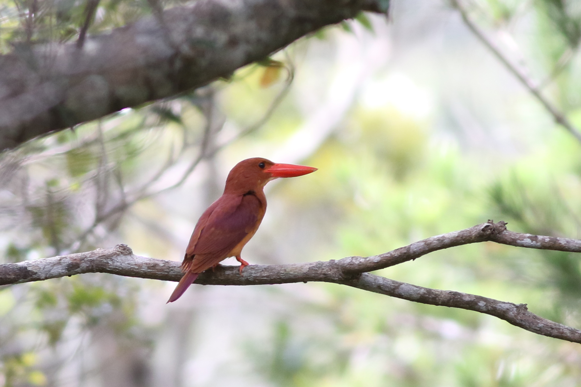 アカショウビン 日本の鳥百科 サントリーの愛鳥活動