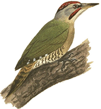 アオゲラ 日本の鳥百科 サントリーの愛鳥活動