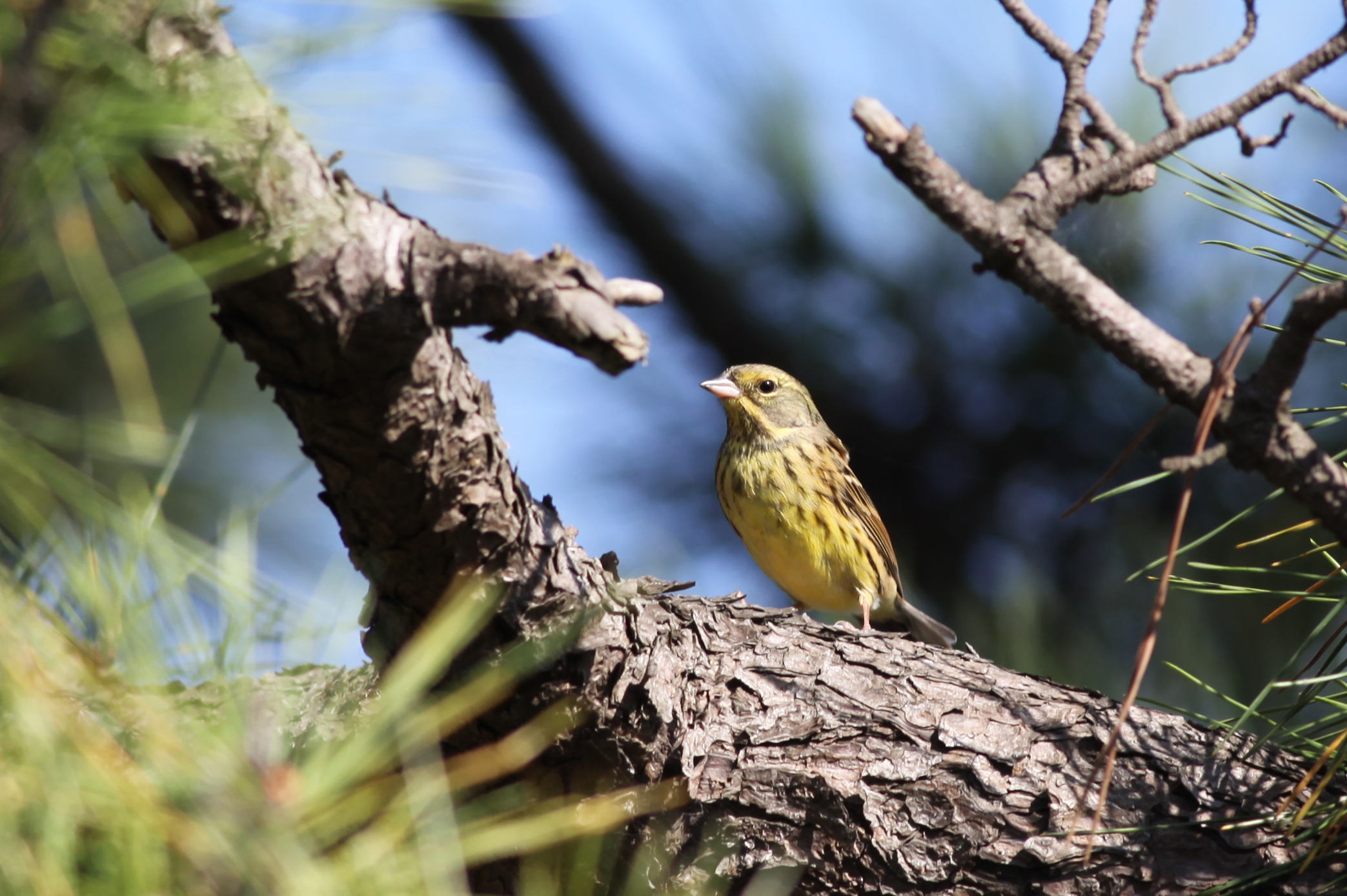 アオジ 日本の鳥百科 サントリーの愛鳥活動