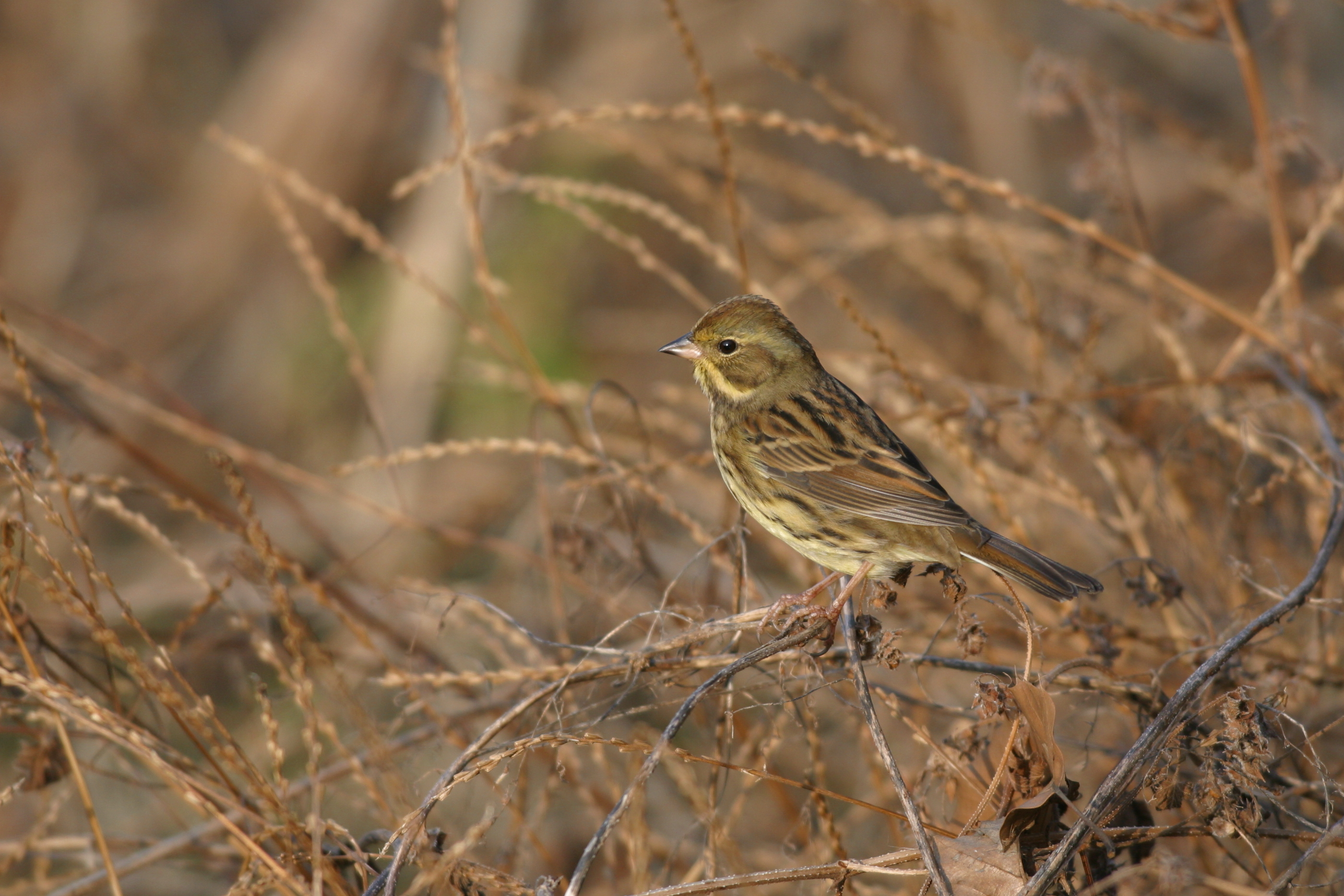 アオジ 日本の鳥百科 サントリーの愛鳥活動