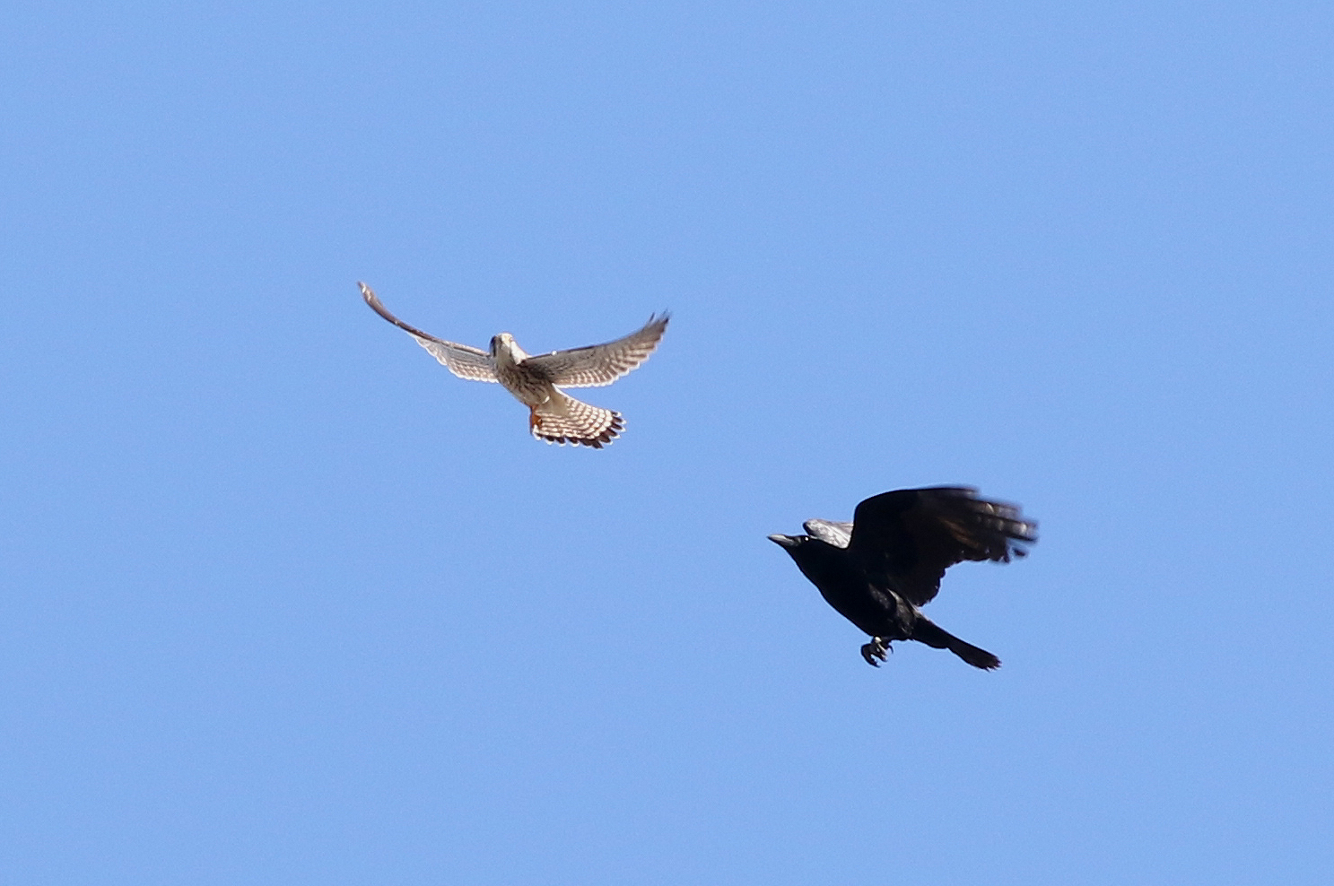 チョウゲンボウ 日本の鳥百科 サントリーの愛鳥活動