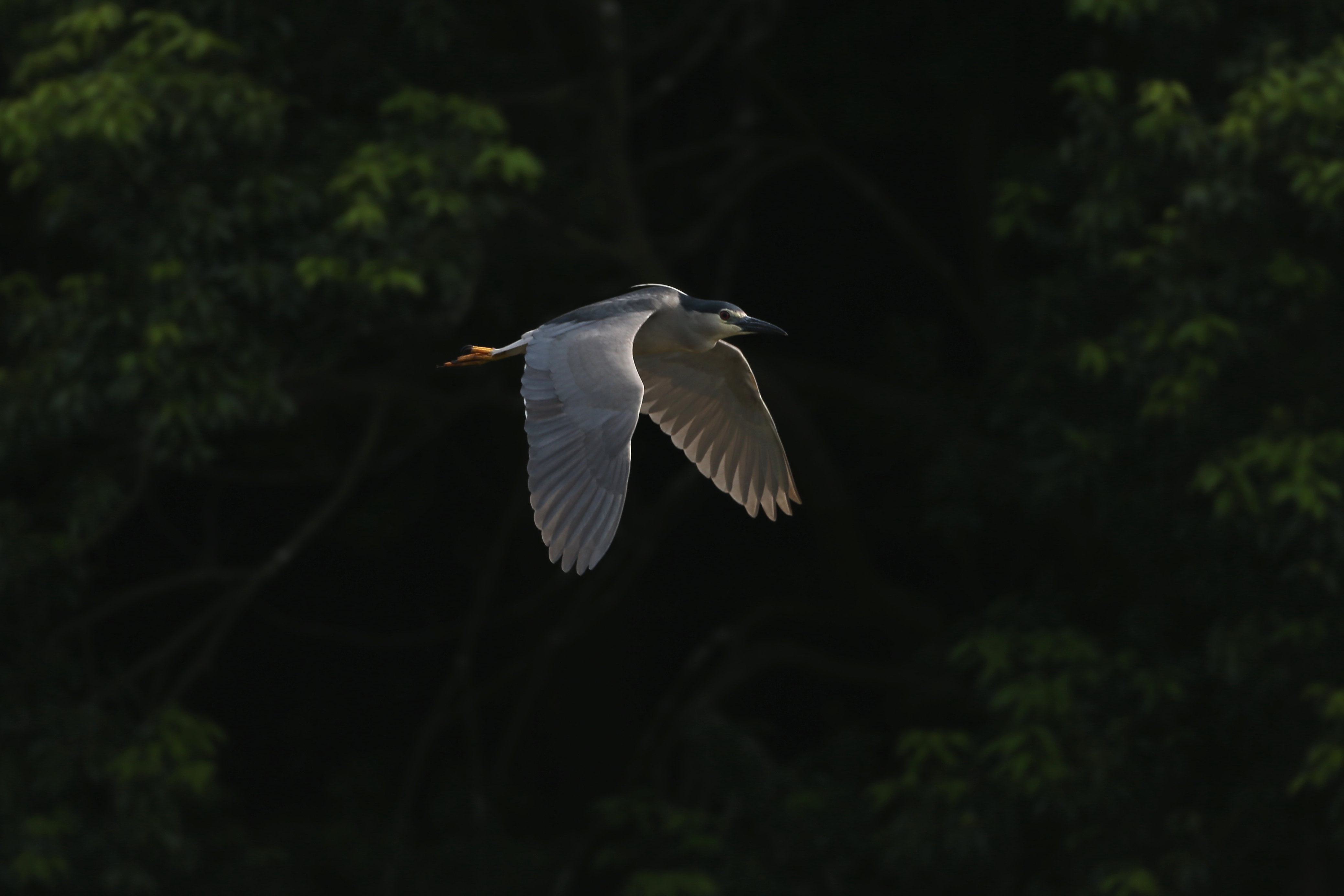 ゴイサギ 日本の鳥百科 サントリーの愛鳥活動