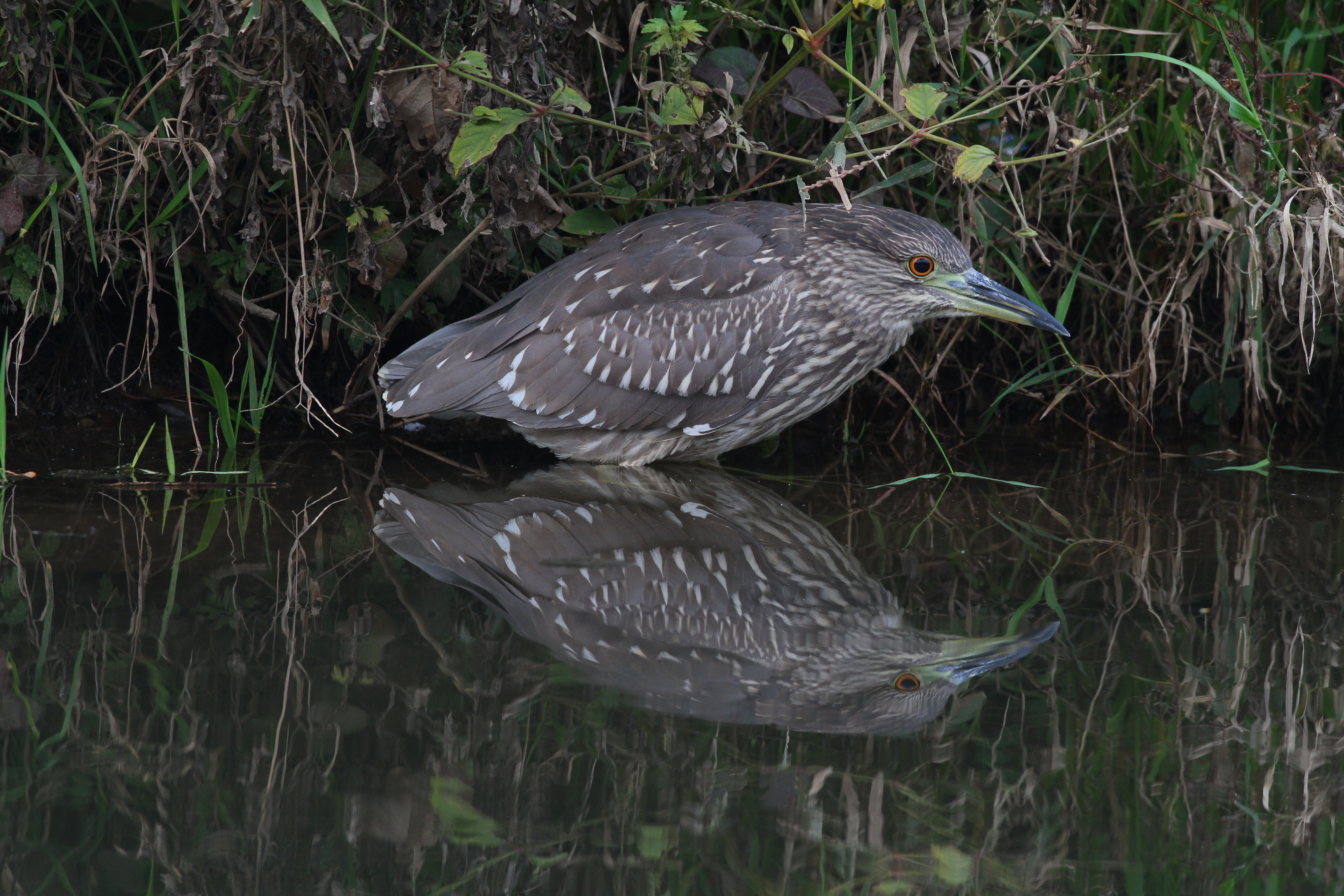 ゴイサギ 日本の鳥百科 サントリーの愛鳥活動