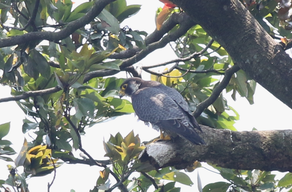ハヤブサ 日本の鳥百科 サントリーの愛鳥活動