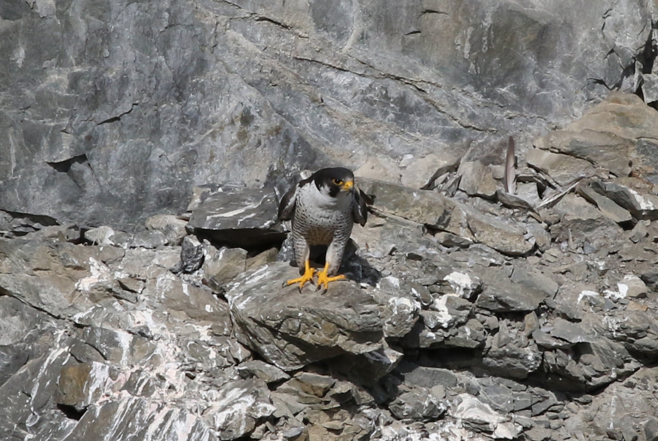 ハヤブサ 日本の鳥百科 サントリーの愛鳥活動