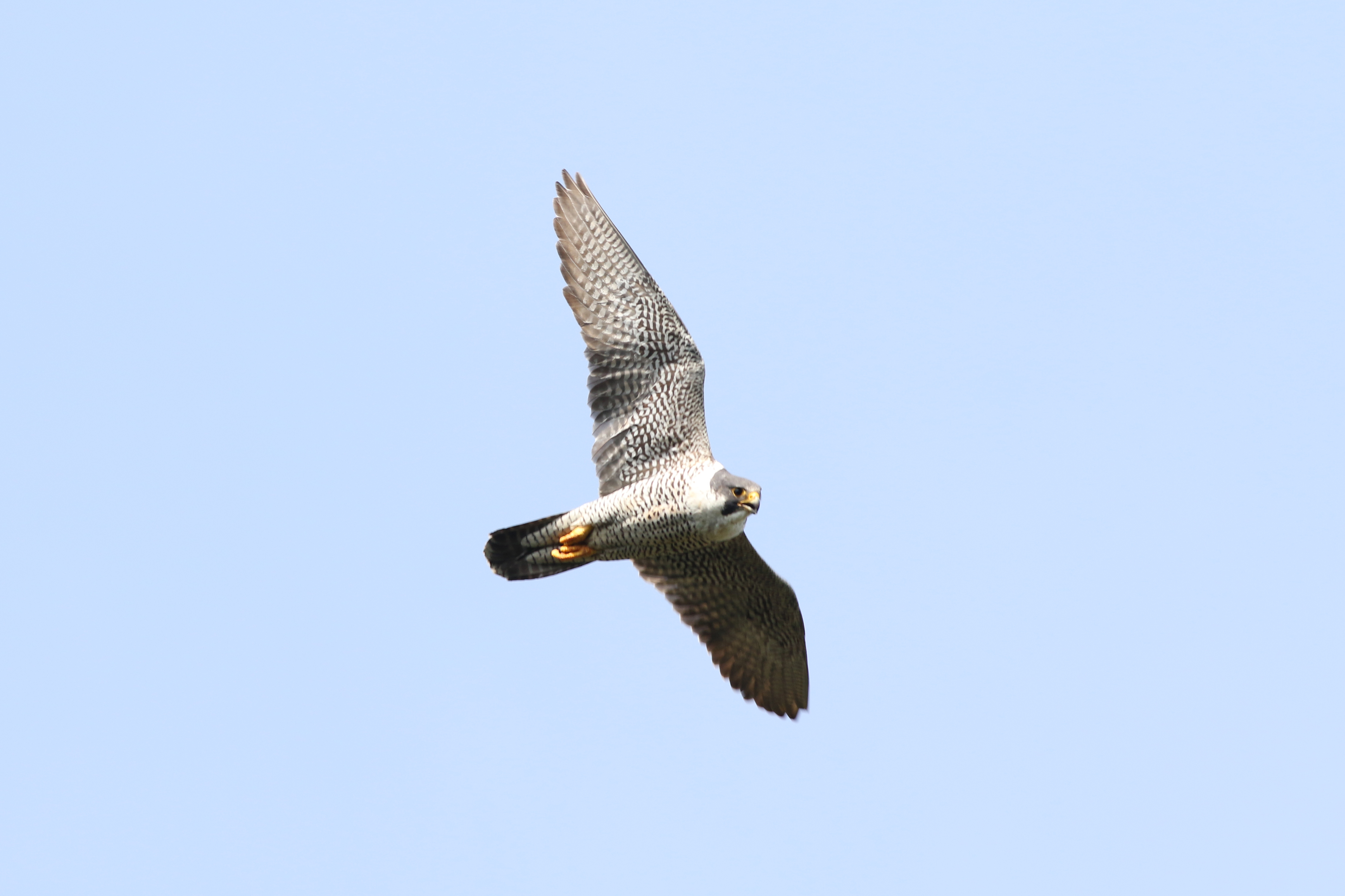 ハヤブサ 日本の鳥百科 サントリーの愛鳥活動