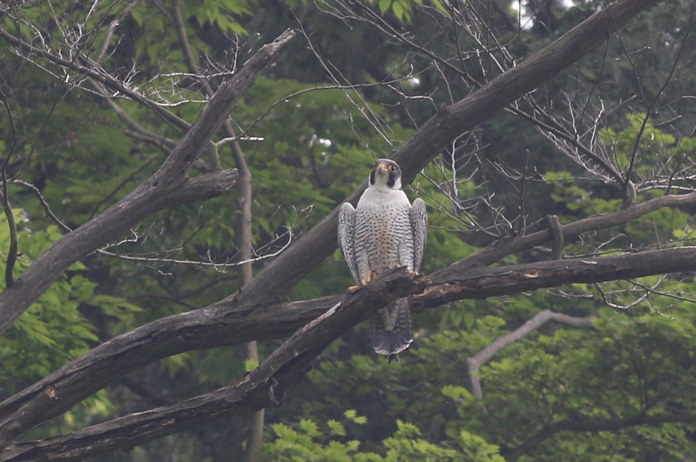 ハヤブサ 日本の鳥百科 サントリーの愛鳥活動