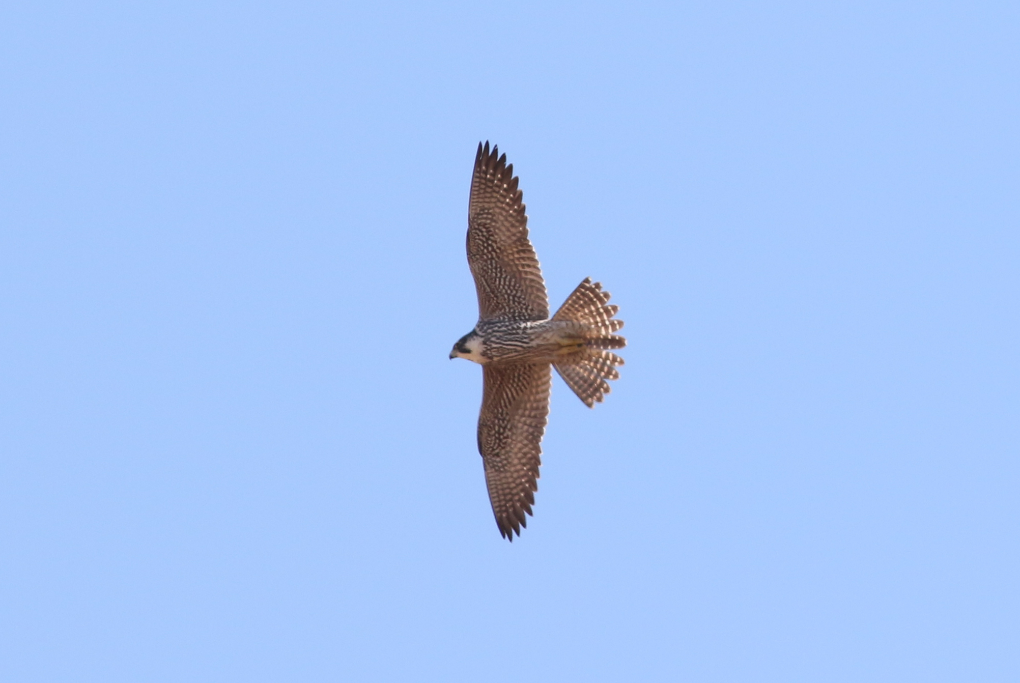 ハヤブサ 日本の鳥百科 サントリーの愛鳥活動