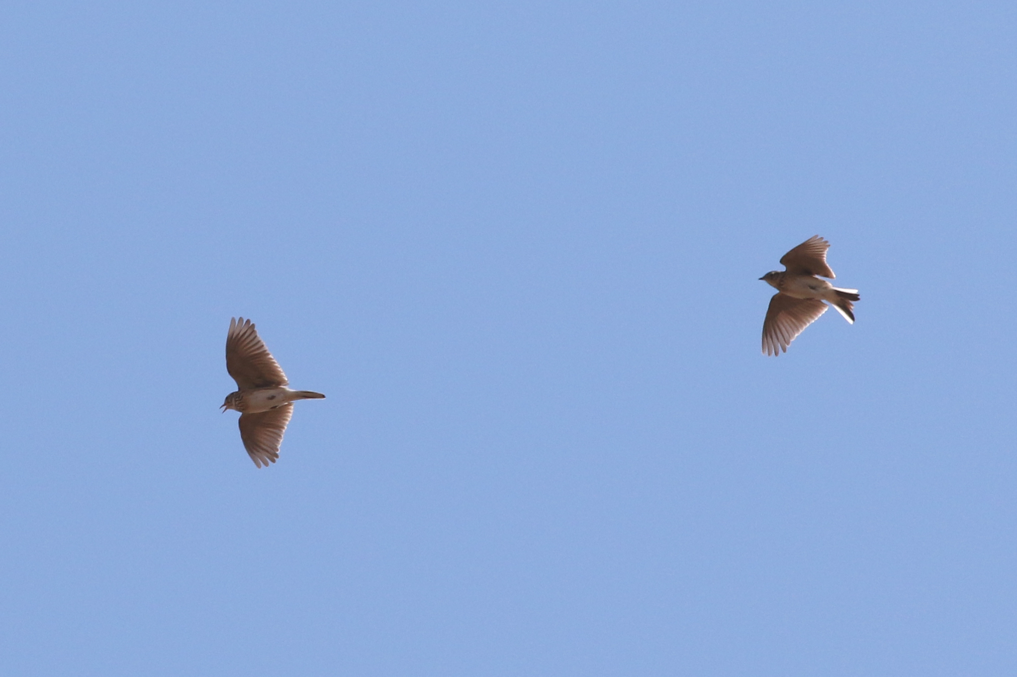 ヒバリ 日本の鳥百科 サントリーの愛鳥活動