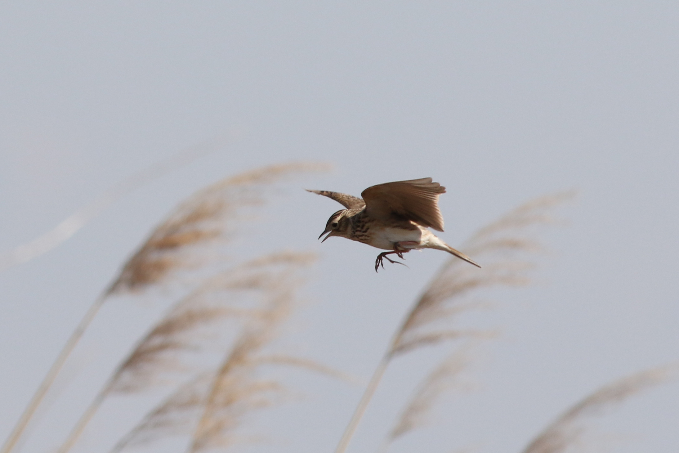 ヒバリ 日本の鳥百科 サントリーの愛鳥活動