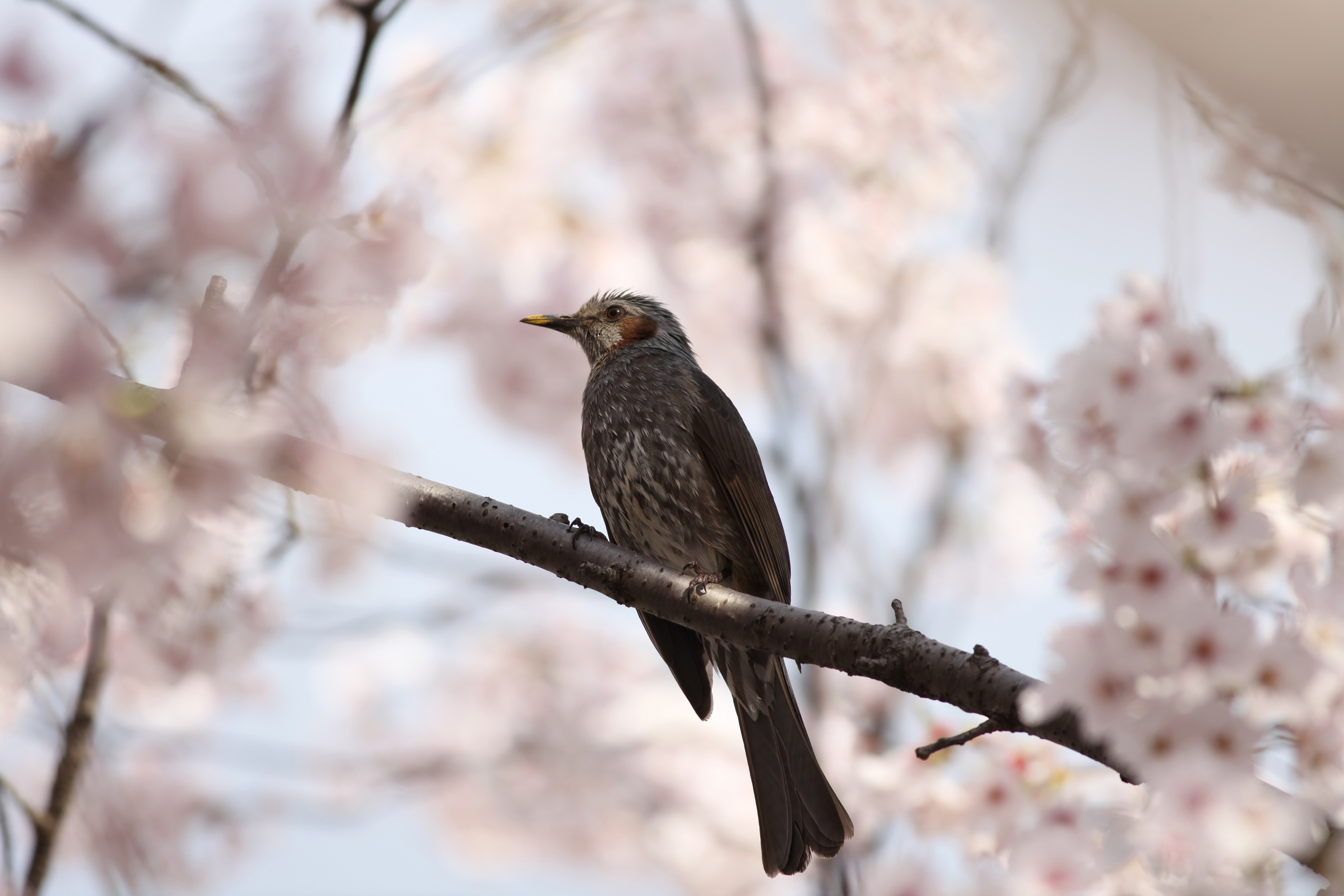 ヒヨドリ 日本の鳥百科 サントリーの愛鳥活動