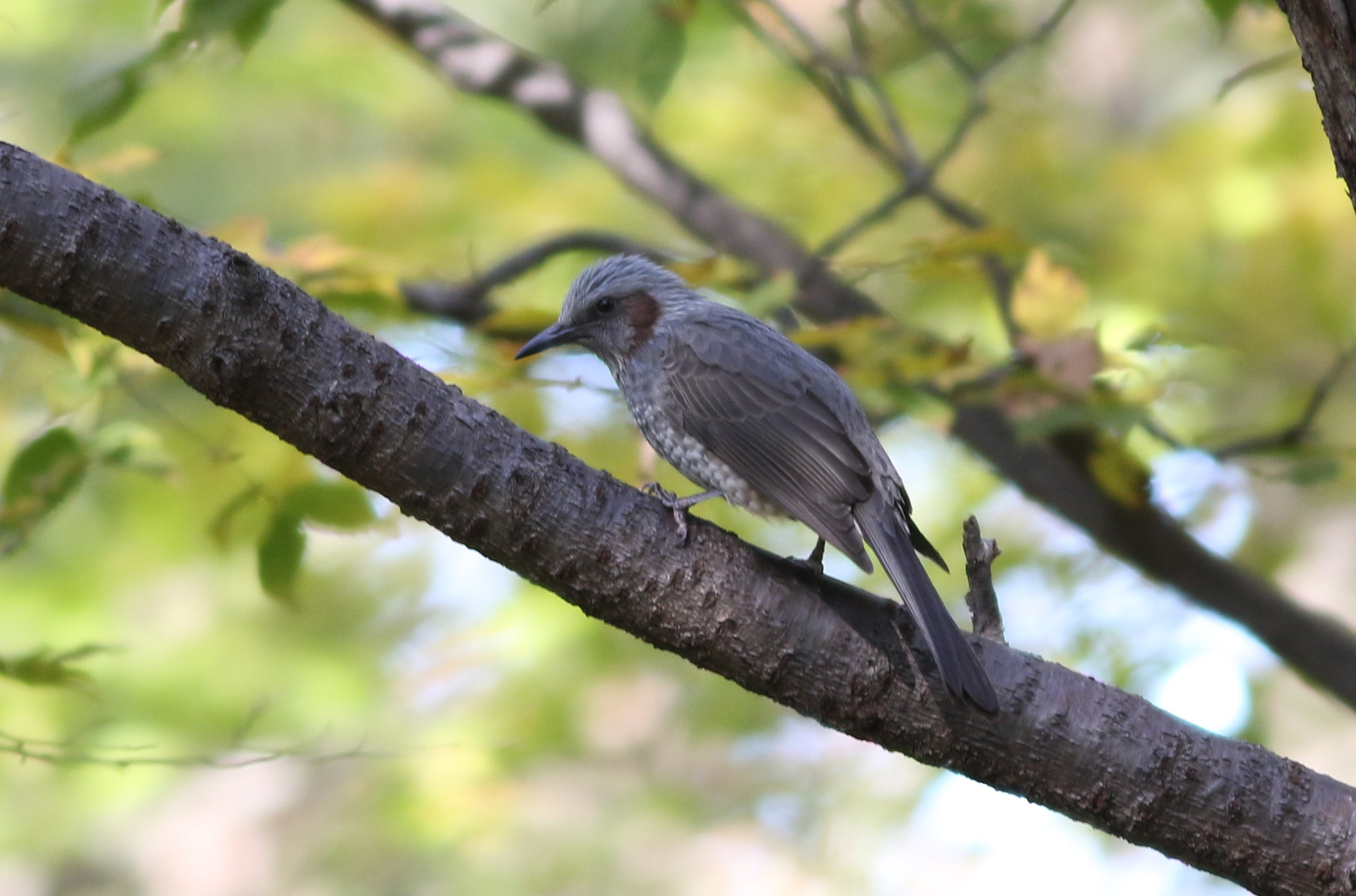 ヒヨドリ 日本の鳥百科 サントリーの愛鳥活動