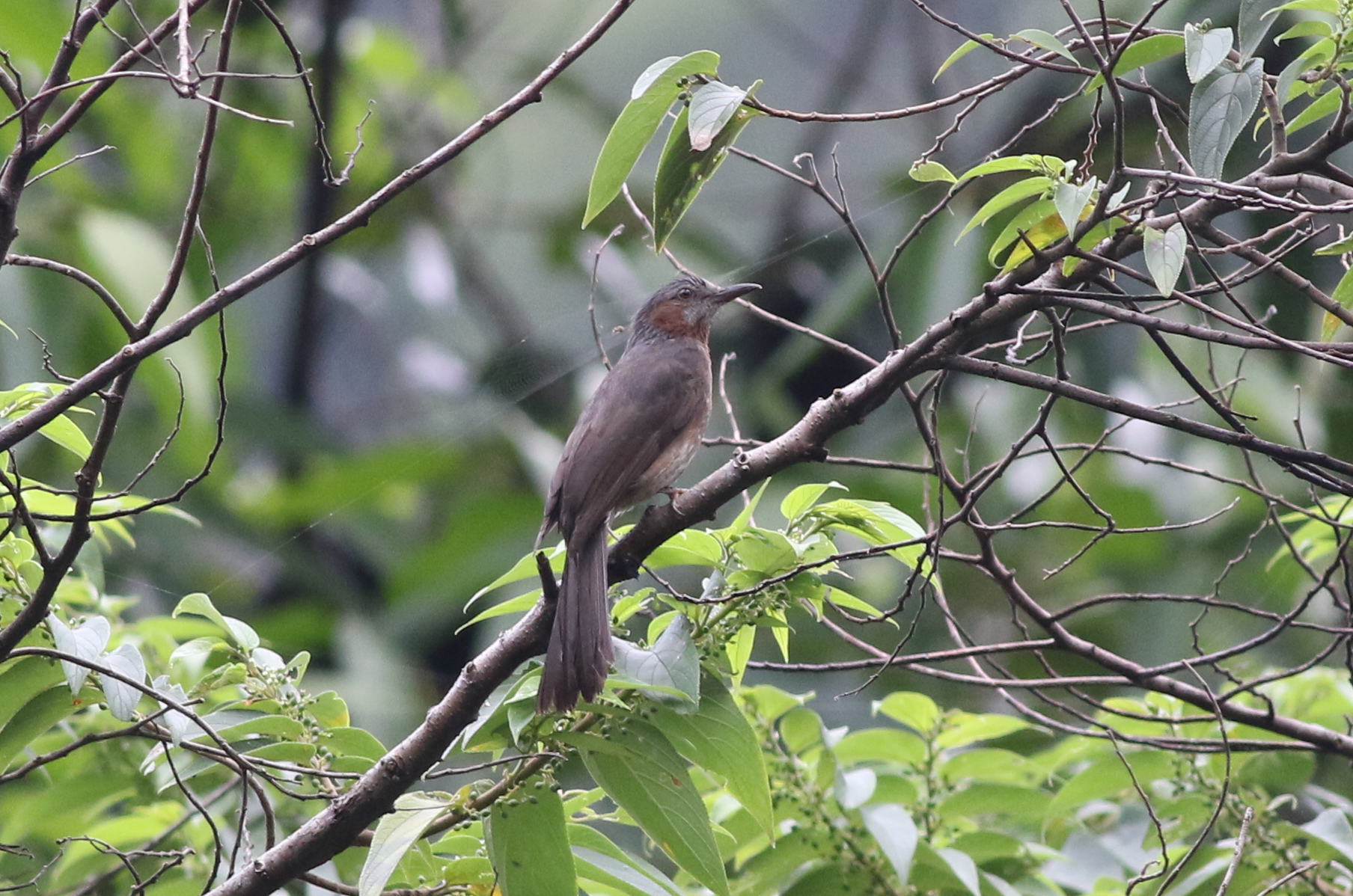 ヒヨドリ 日本の鳥百科 サントリーの愛鳥活動