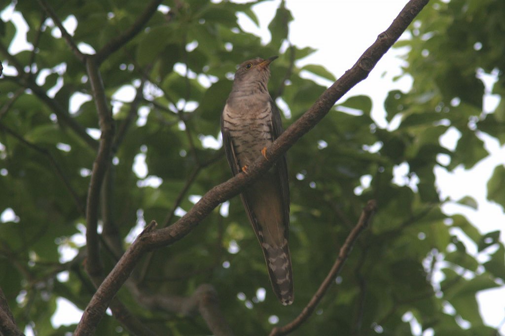 ホトトギス 日本の鳥百科 サントリーの愛鳥活動