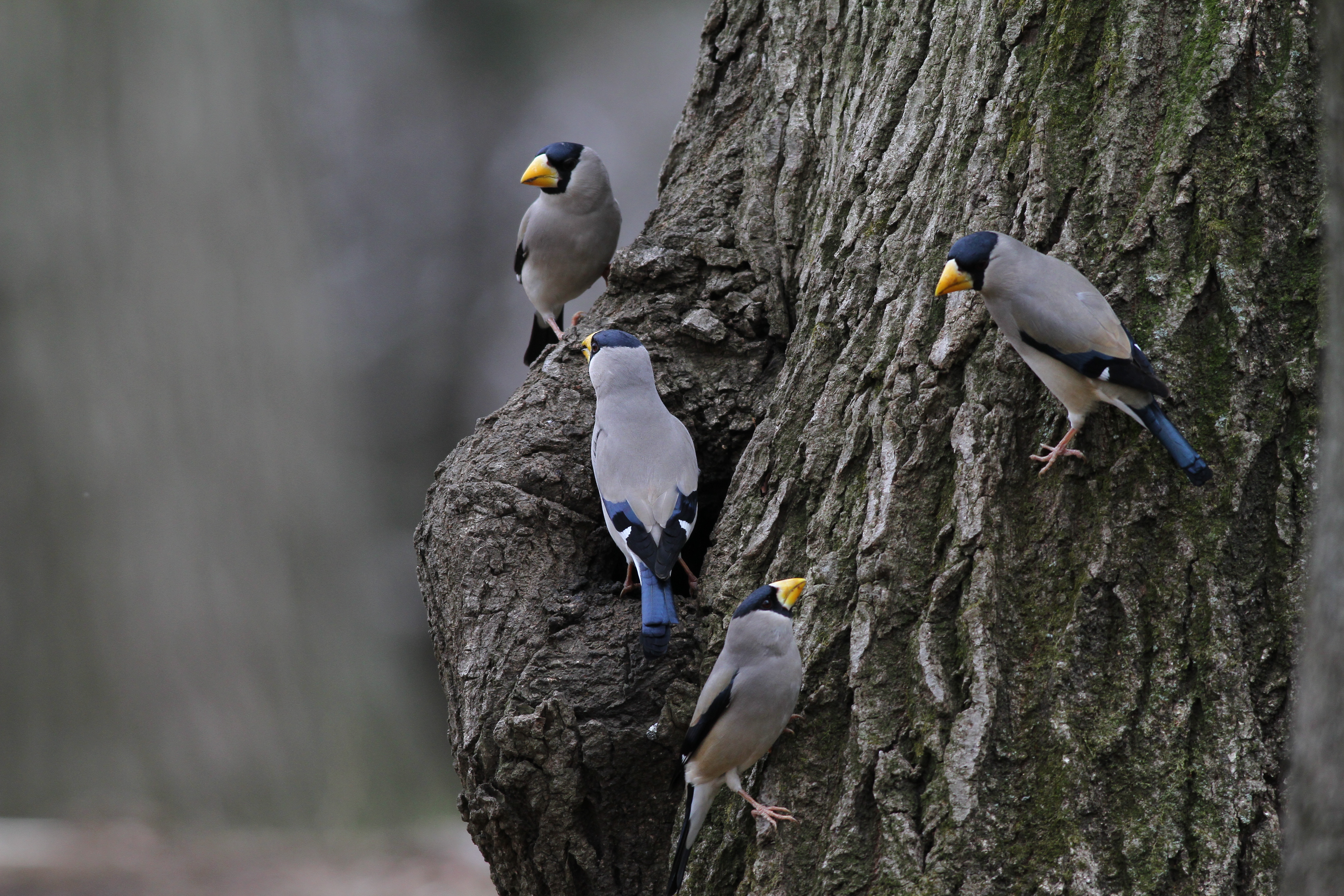 イカル 日本の鳥百科 サントリーの愛鳥活動