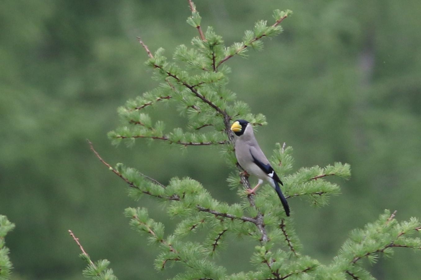 イカル|日本の鳥百科|サントリーの愛鳥活動