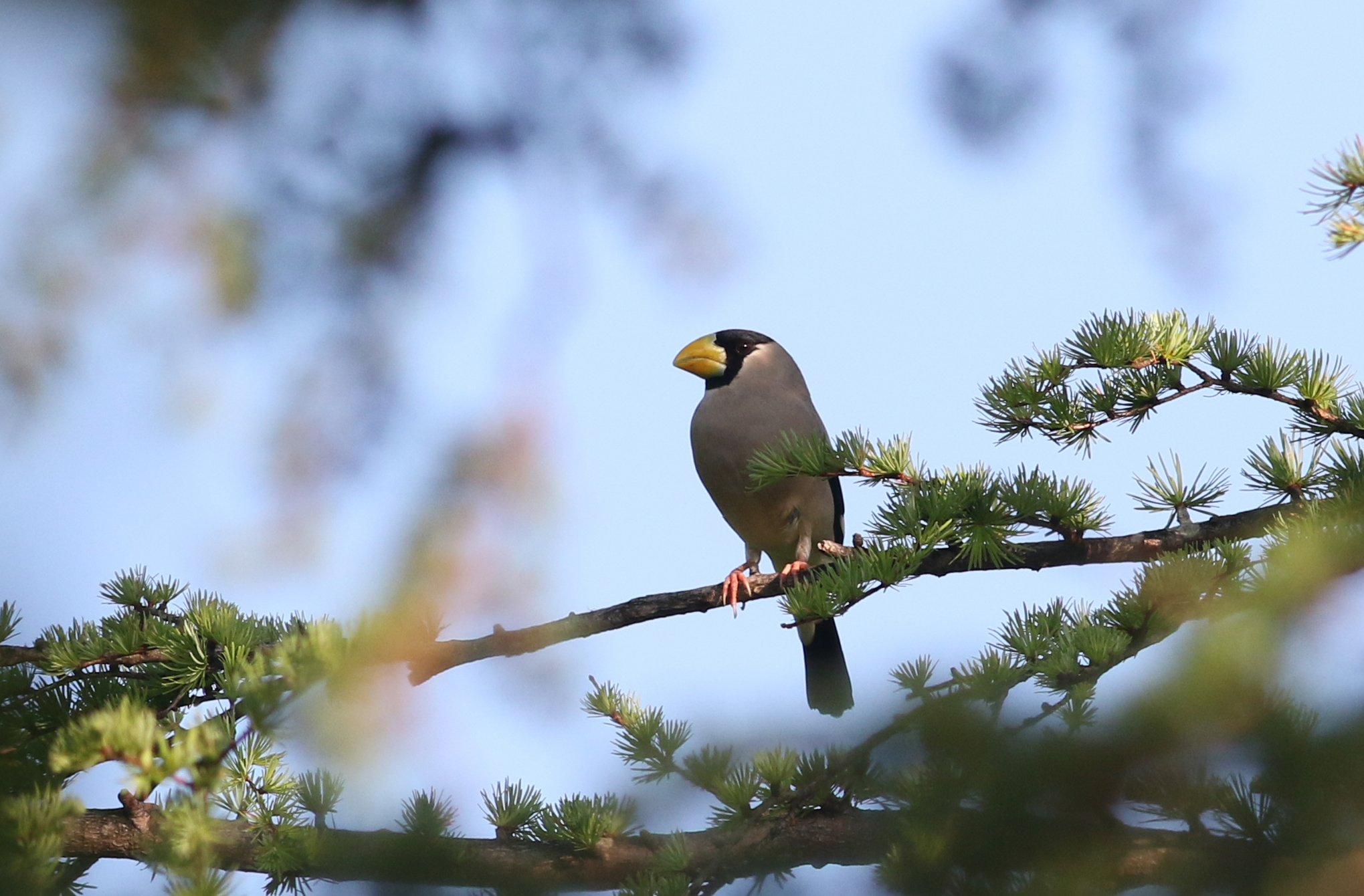 イカル|日本の鳥百科|サントリーの愛鳥活動
