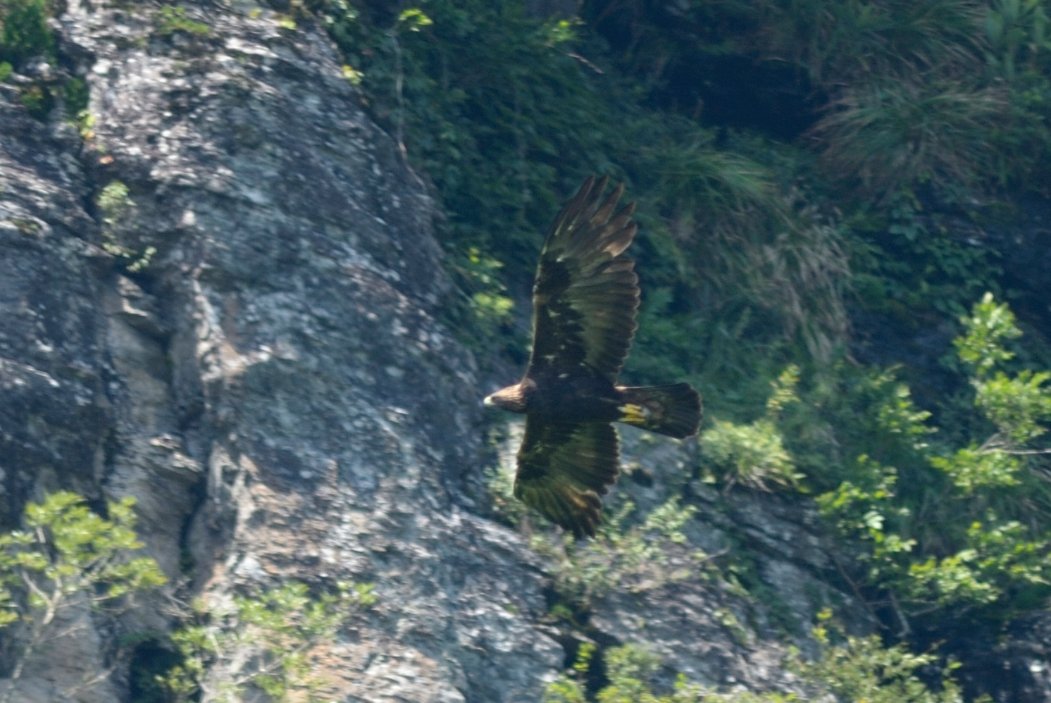 イヌワシ 日本の鳥百科 サントリーの愛鳥活動