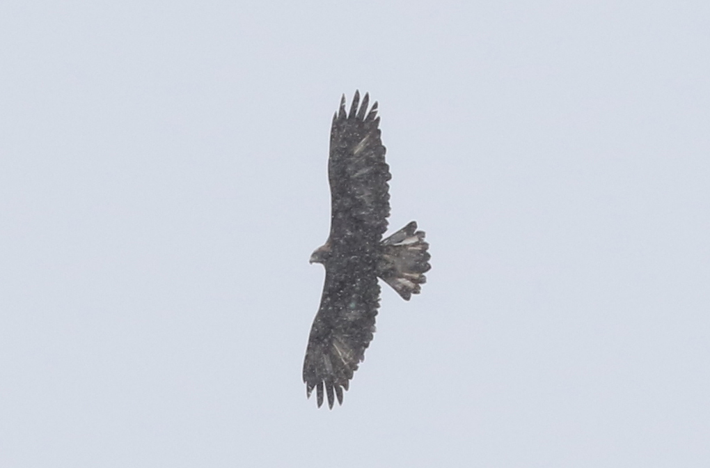 イヌワシ 日本の鳥百科 サントリーの愛鳥活動