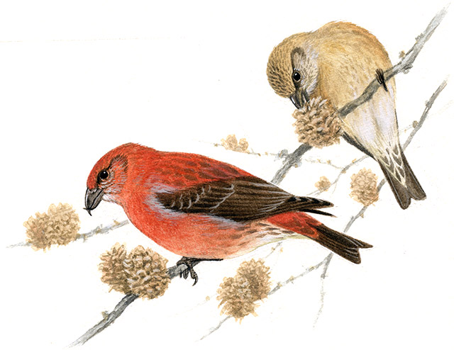 イスカ 日本の鳥百科 サントリーの愛鳥活動