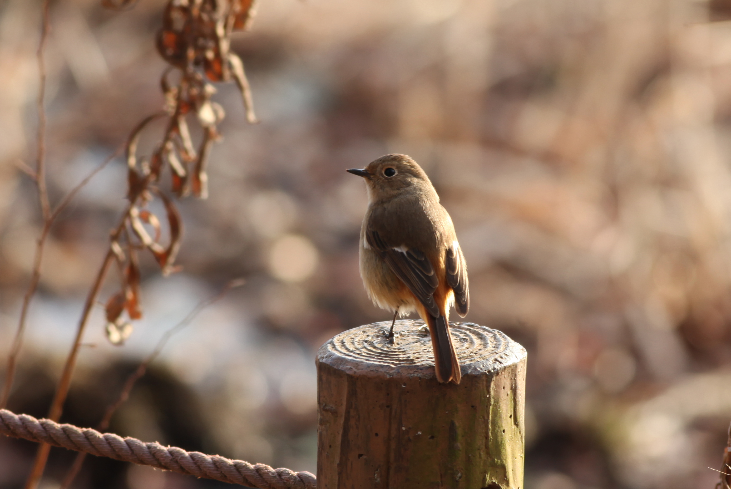 ジョウビタキ 日本の鳥百科 サントリーの愛鳥活動