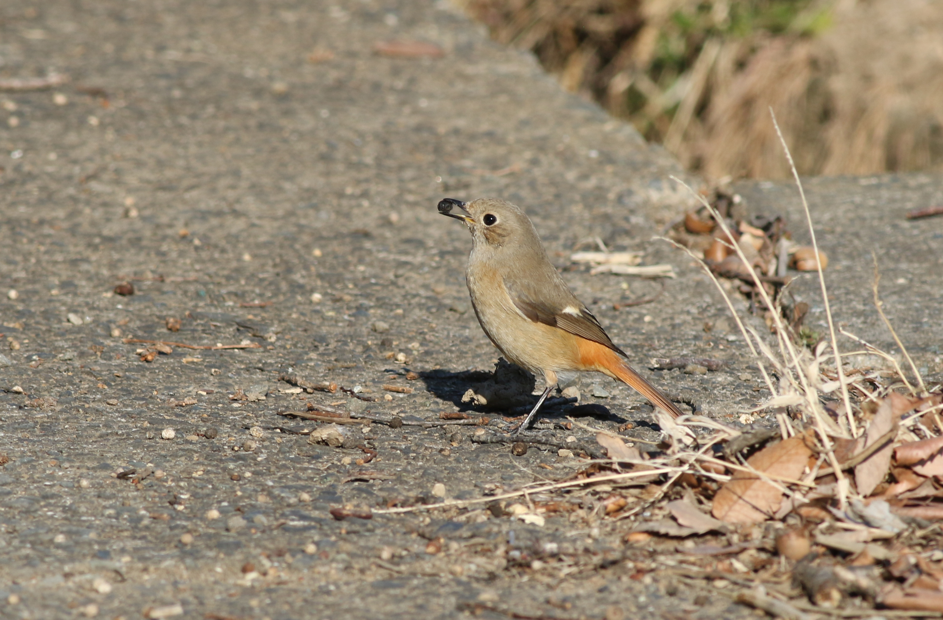 ジョウビタキ 日本の鳥百科 サントリーの愛鳥活動