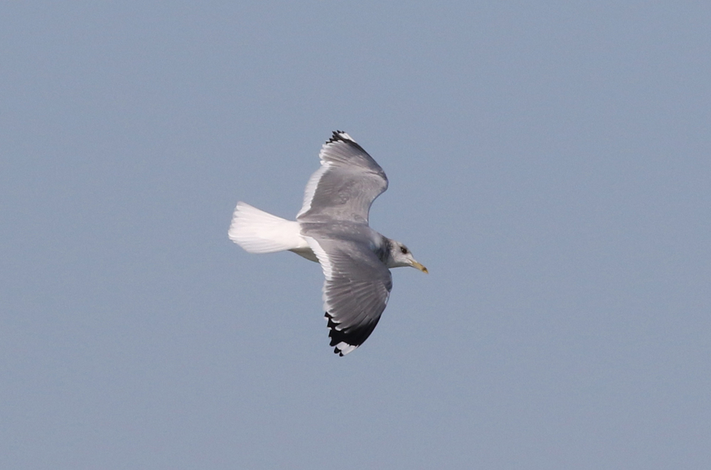 カモメ 日本の鳥百科 サントリーの愛鳥活動