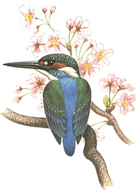 カワセミ 日本の鳥百科 サントリーの愛鳥活動