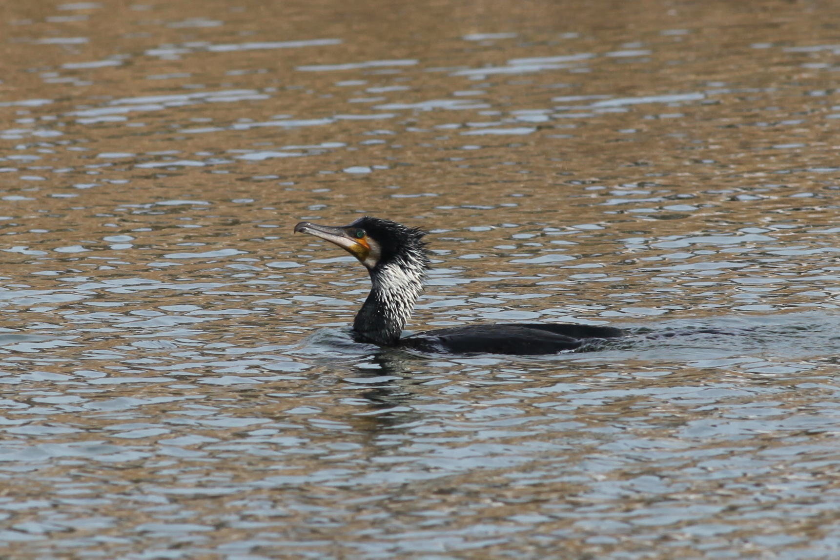 カワウ|日本の鳥百科|サントリーの愛鳥活動