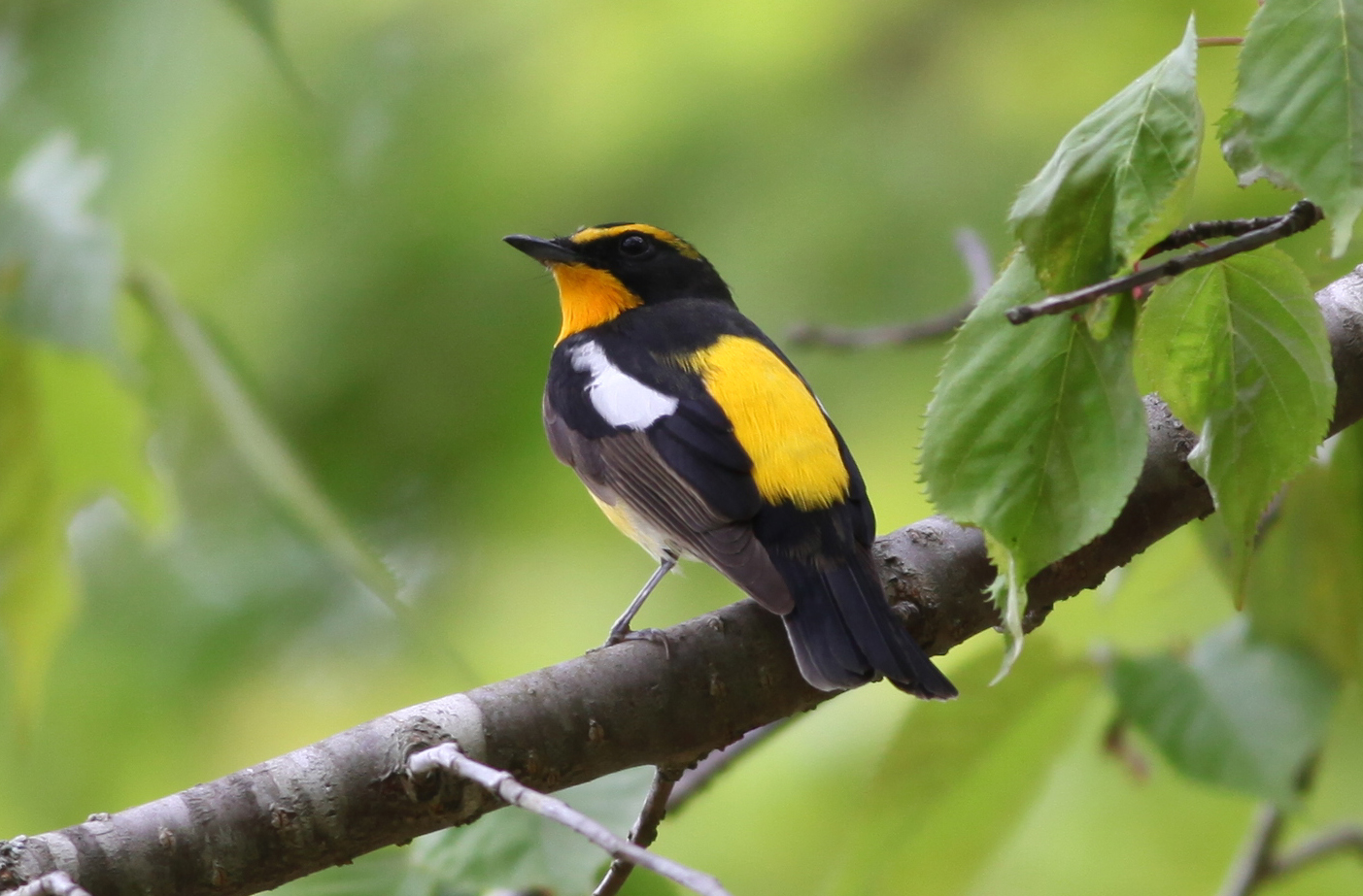 キビタキ 日本の鳥百科 サントリーの愛鳥活動