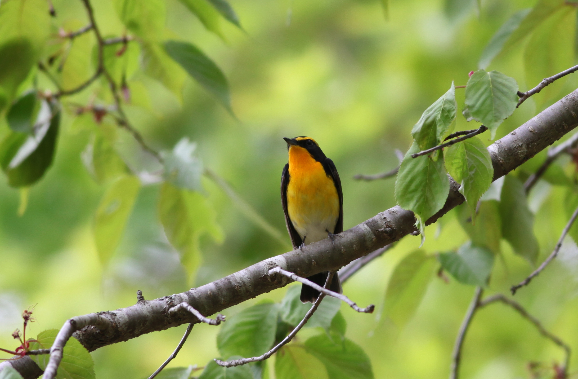 キビタキ 日本の鳥百科 サントリーの愛鳥活動
