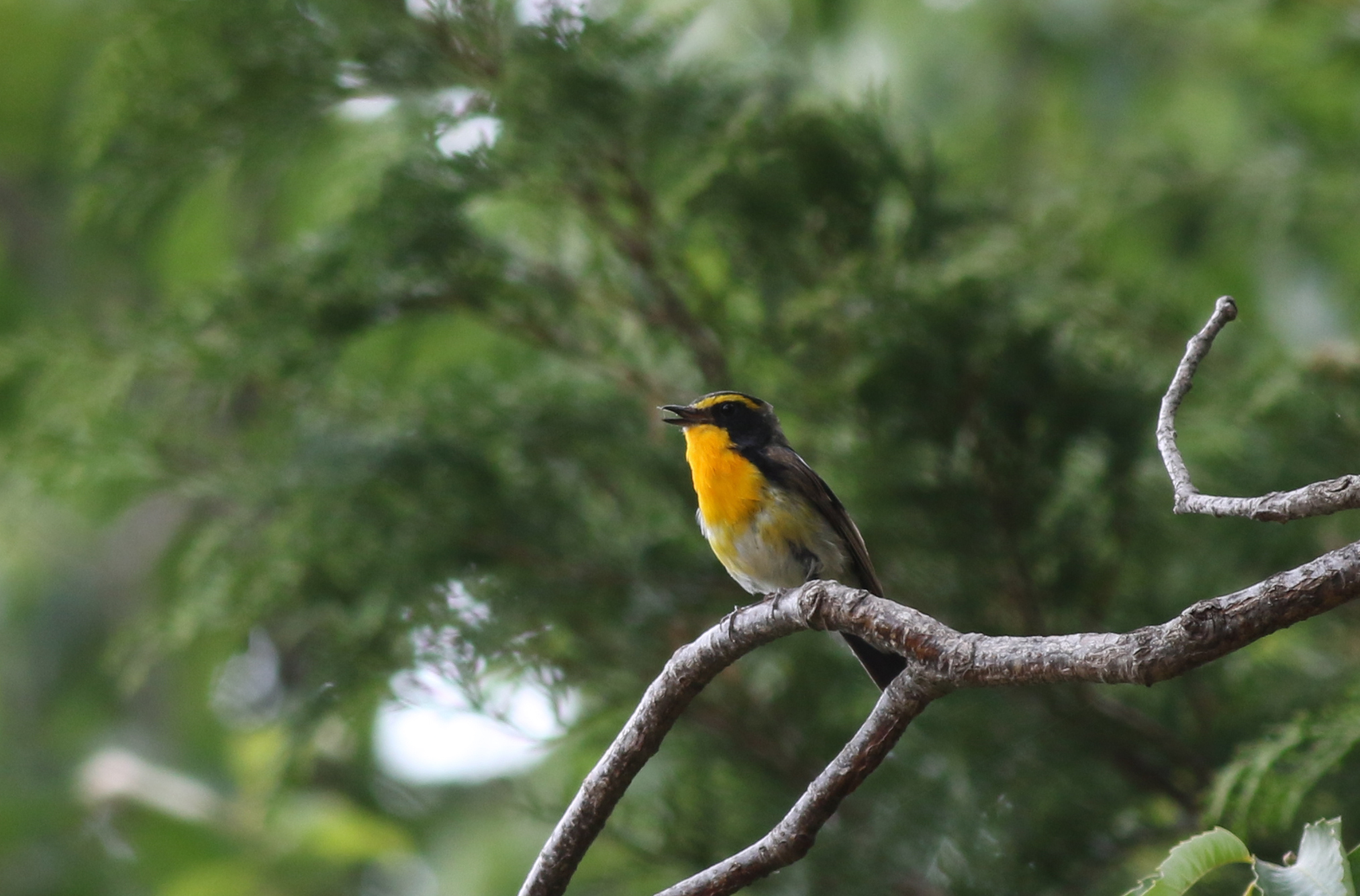 キビタキ 日本の鳥百科 サントリーの愛鳥活動