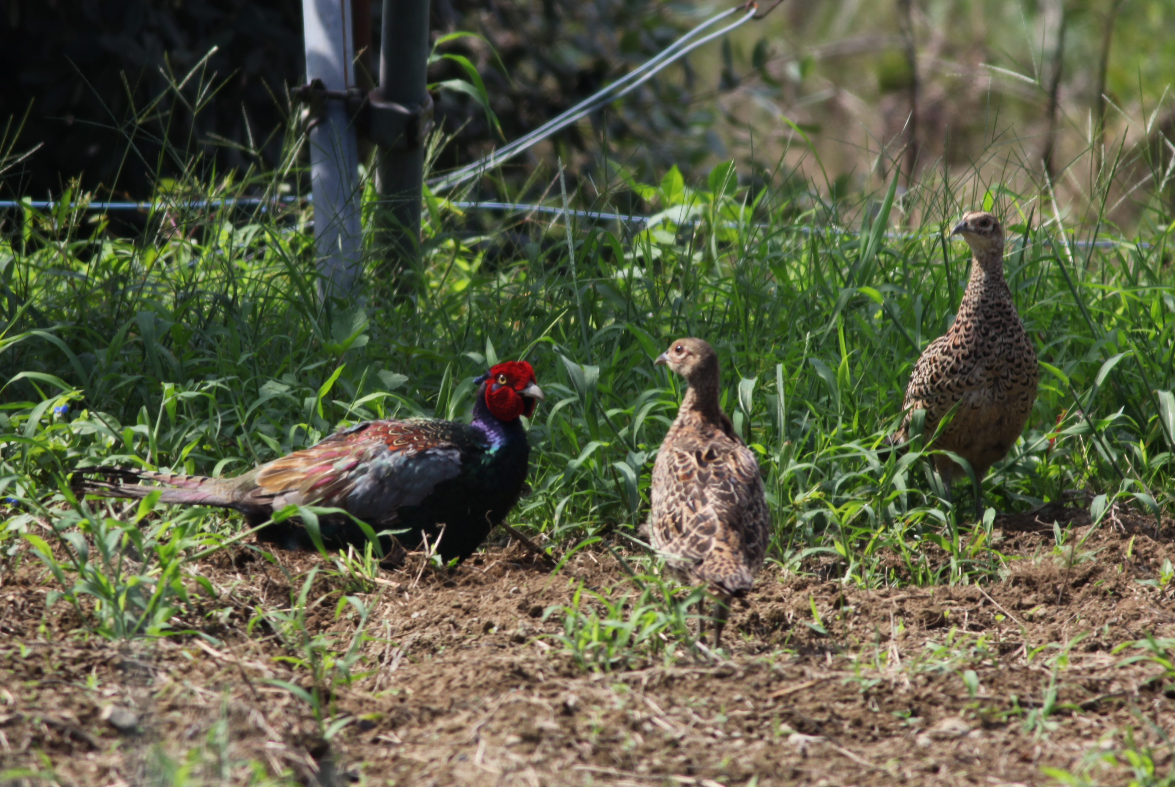 キジ 日本の鳥百科 サントリーの愛鳥活動