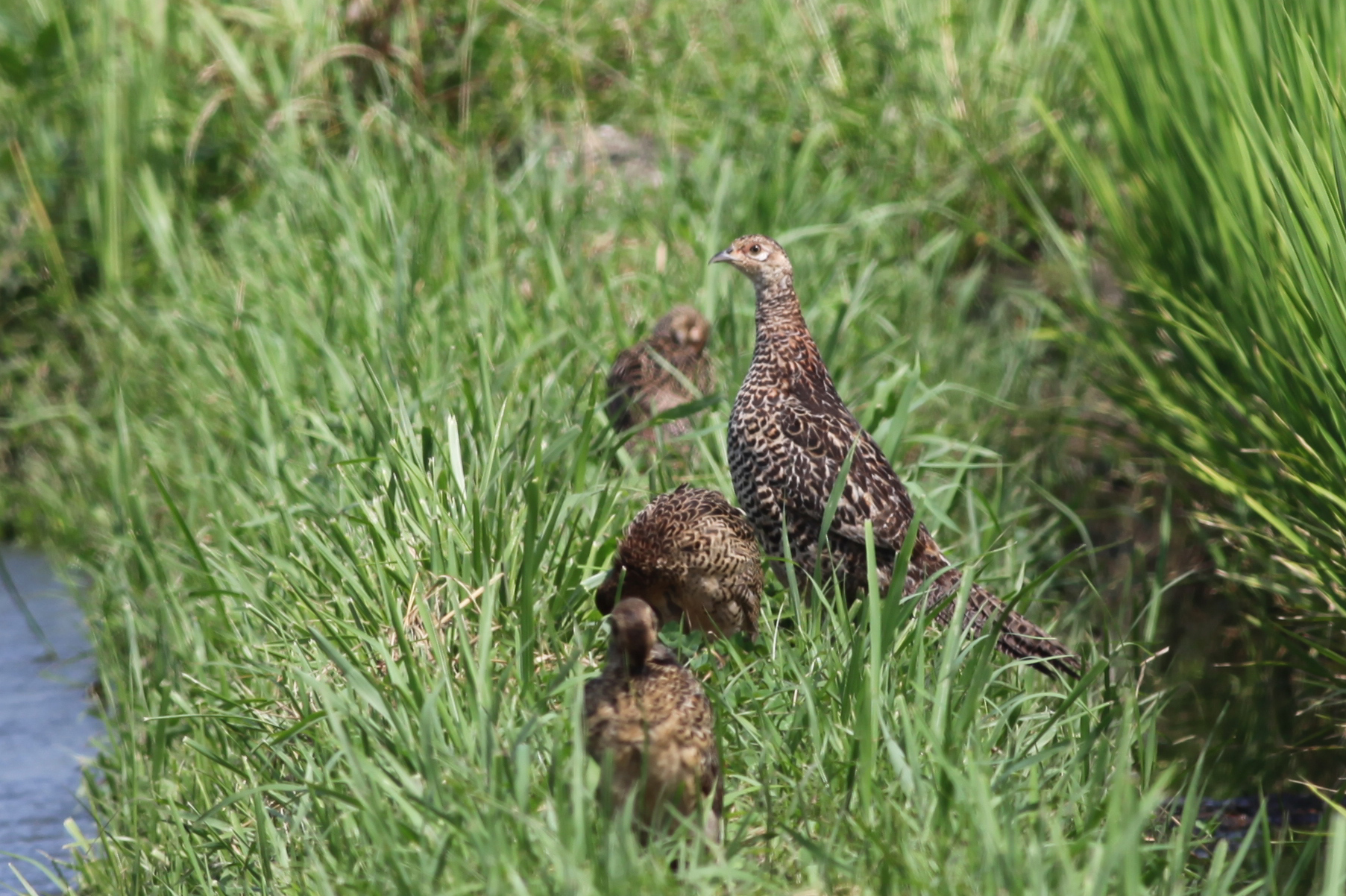 キジ 日本の鳥百科 サントリーの愛鳥活動