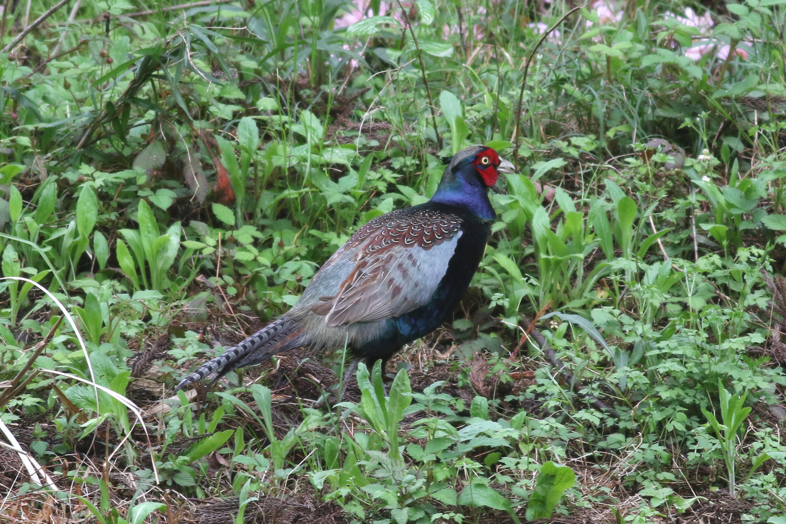 キジ 日本の鳥百科 サントリーの愛鳥活動