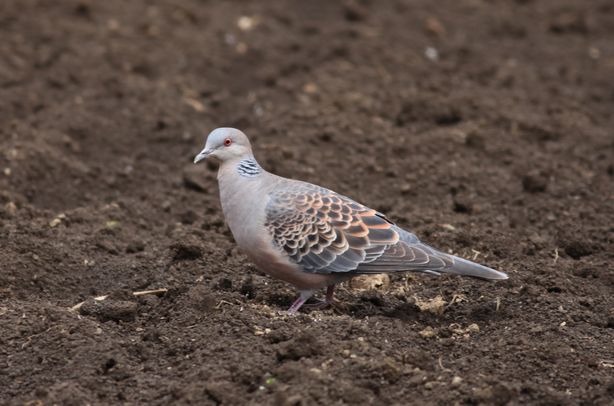 ハト 鳴き声