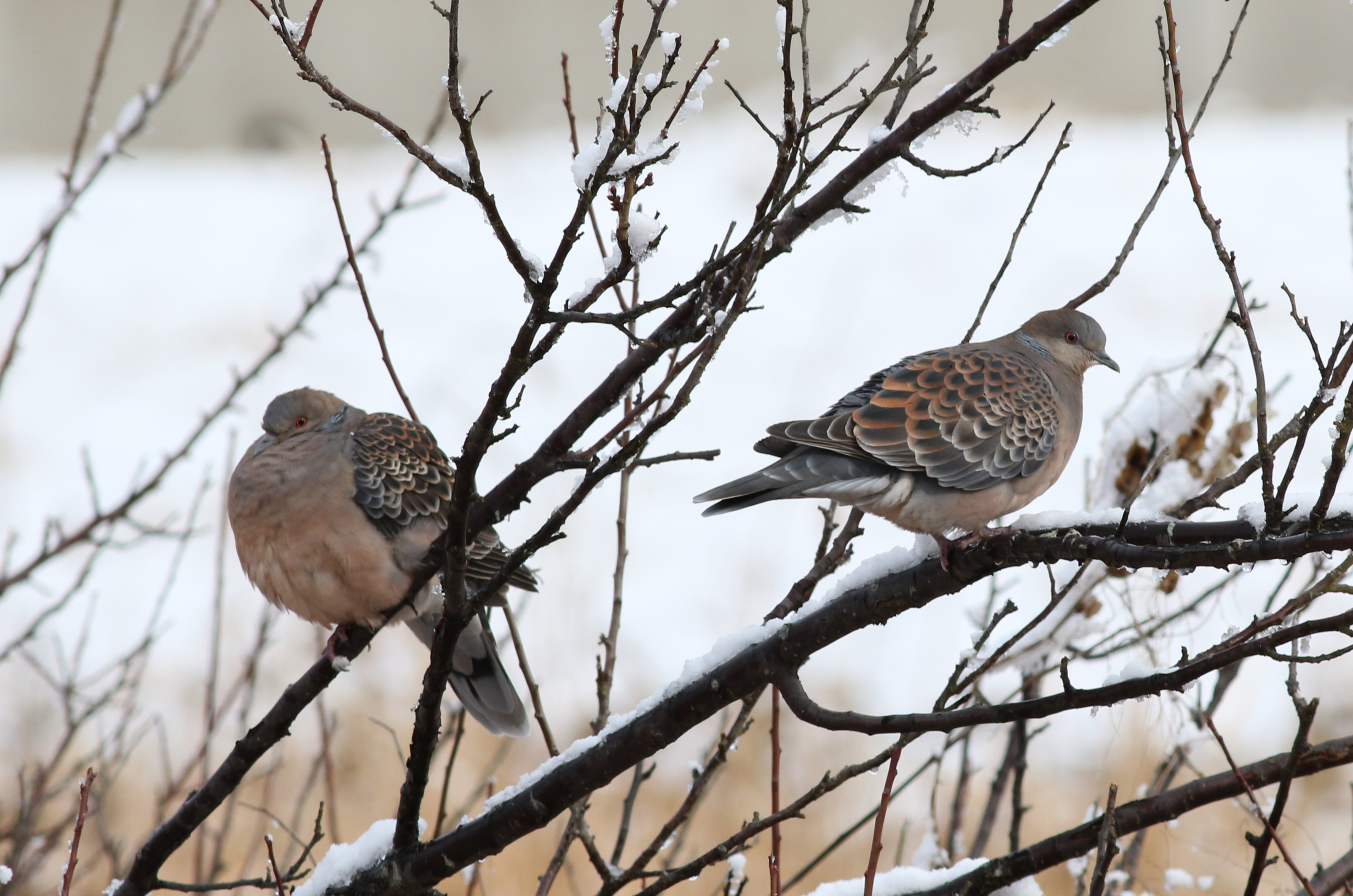 キジバト 日本の鳥百科 サントリーの愛鳥活動